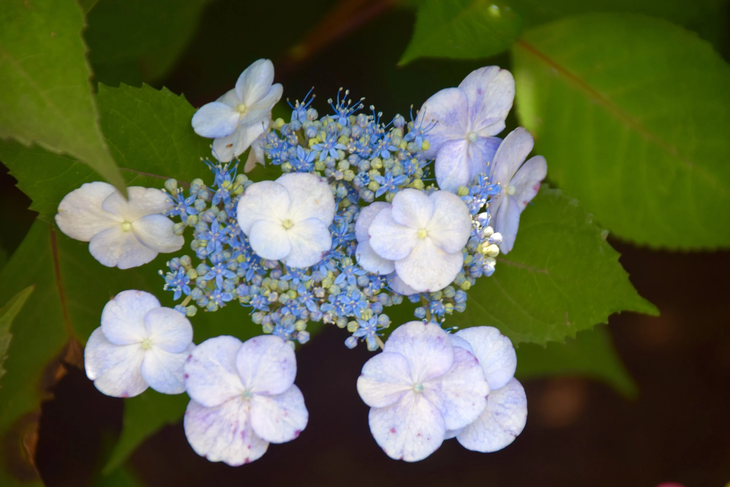 DSC_0562.JPG