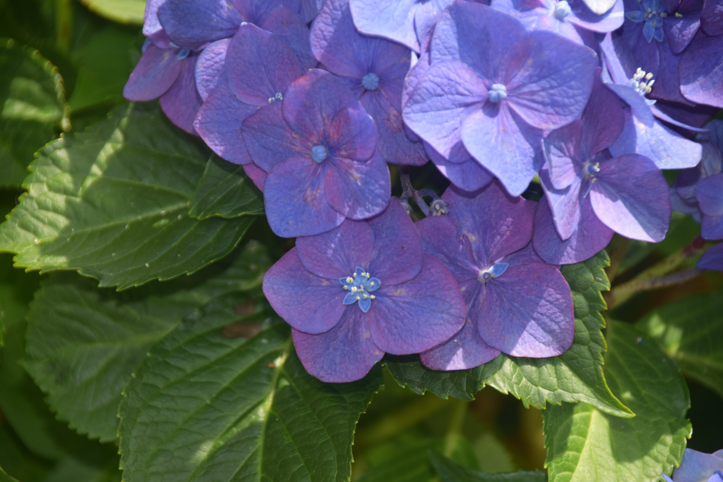 DSC_0557.JPG