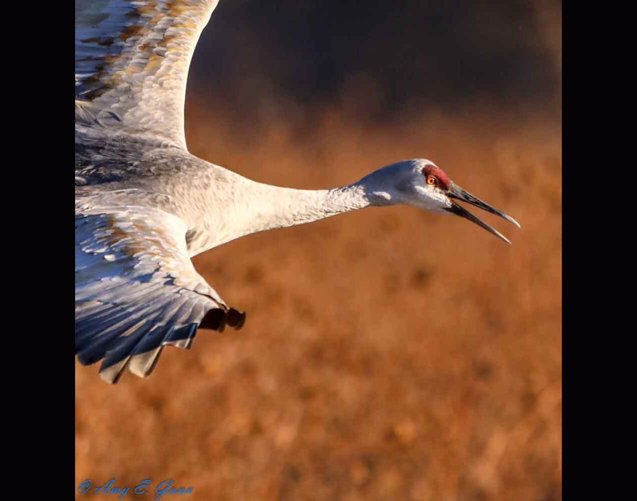 sandhill crane in flight2.jpg