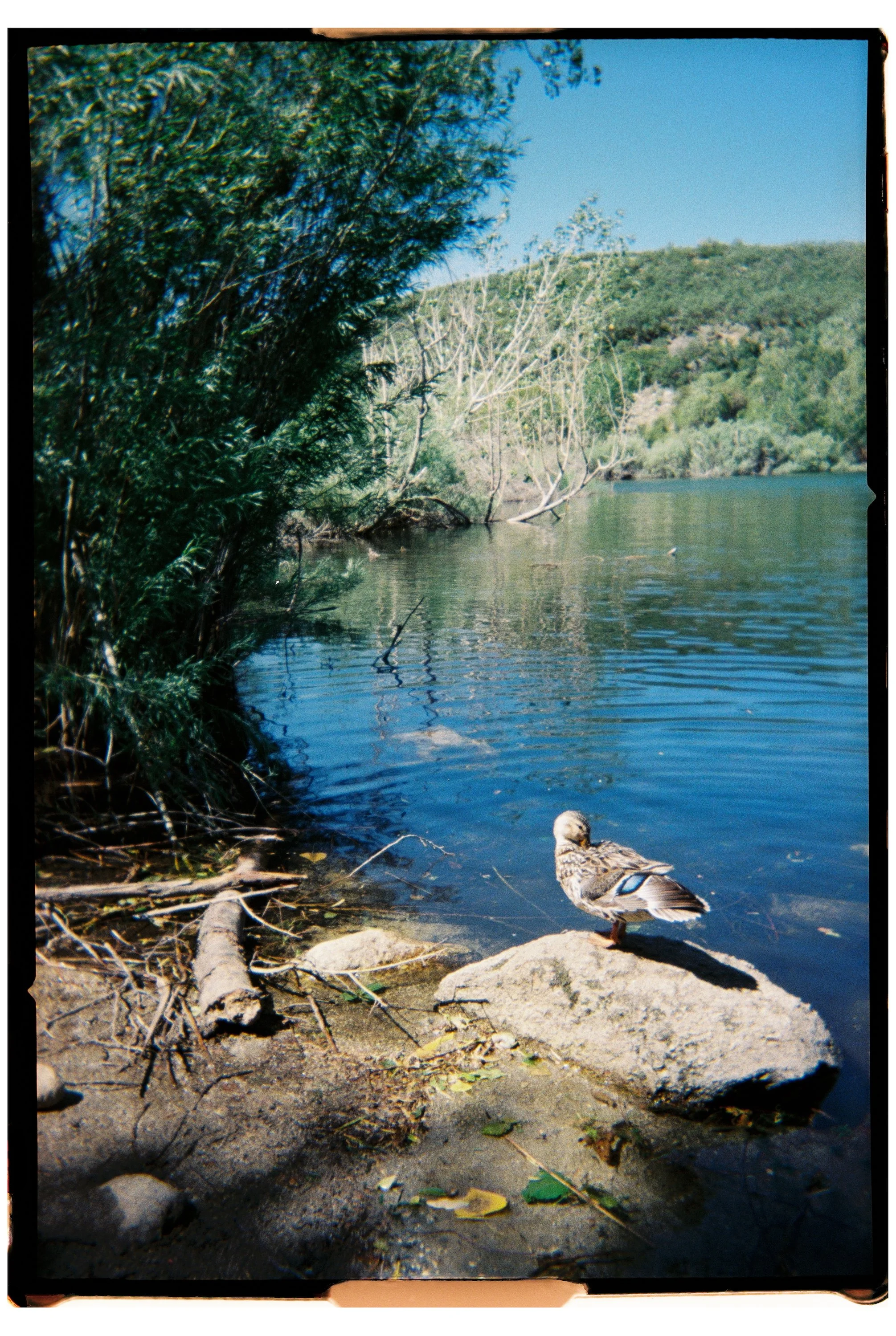 2025 - Bells Canyon Duck 1 (JPEG).jpg