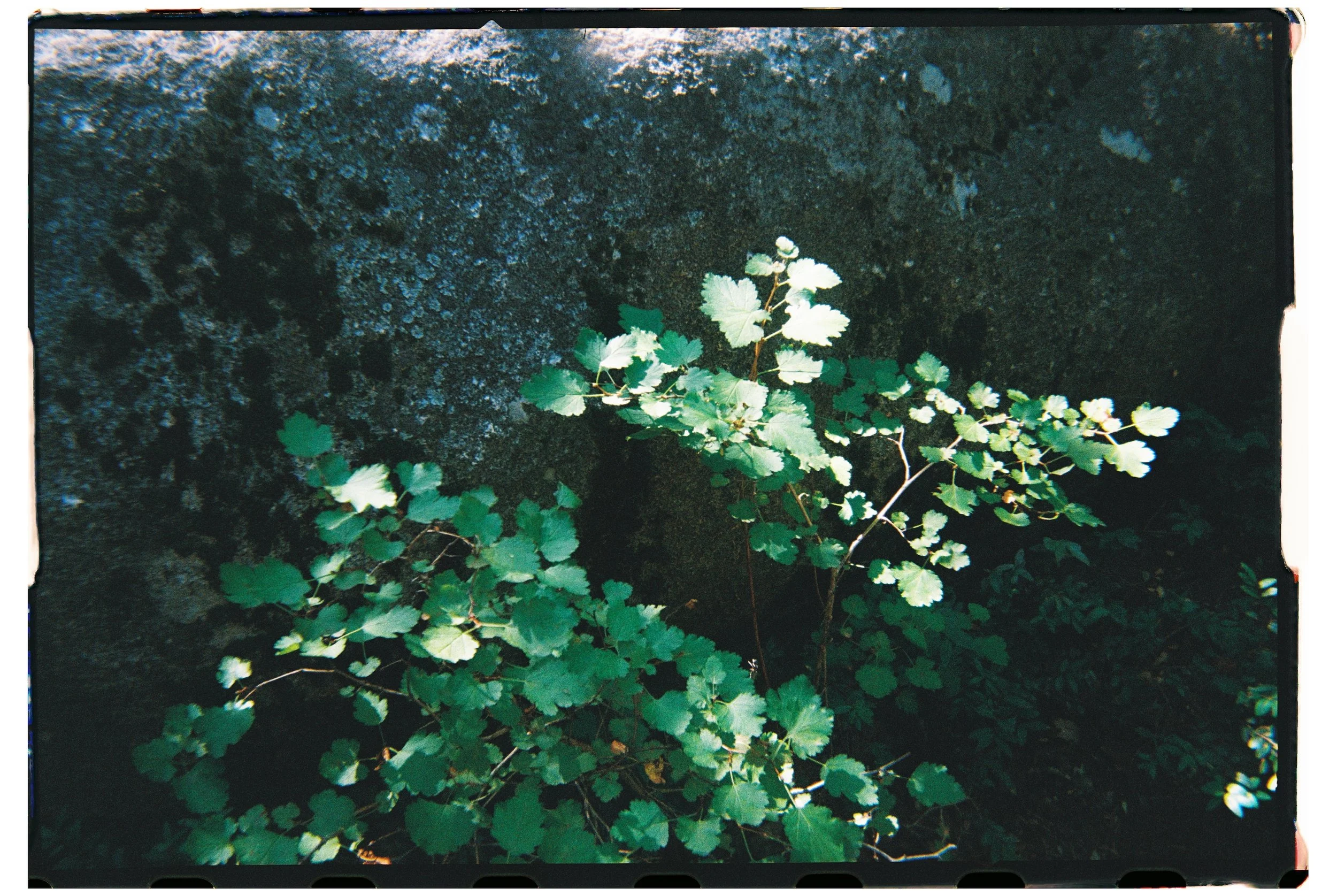 Bells Canyon Summer Detail