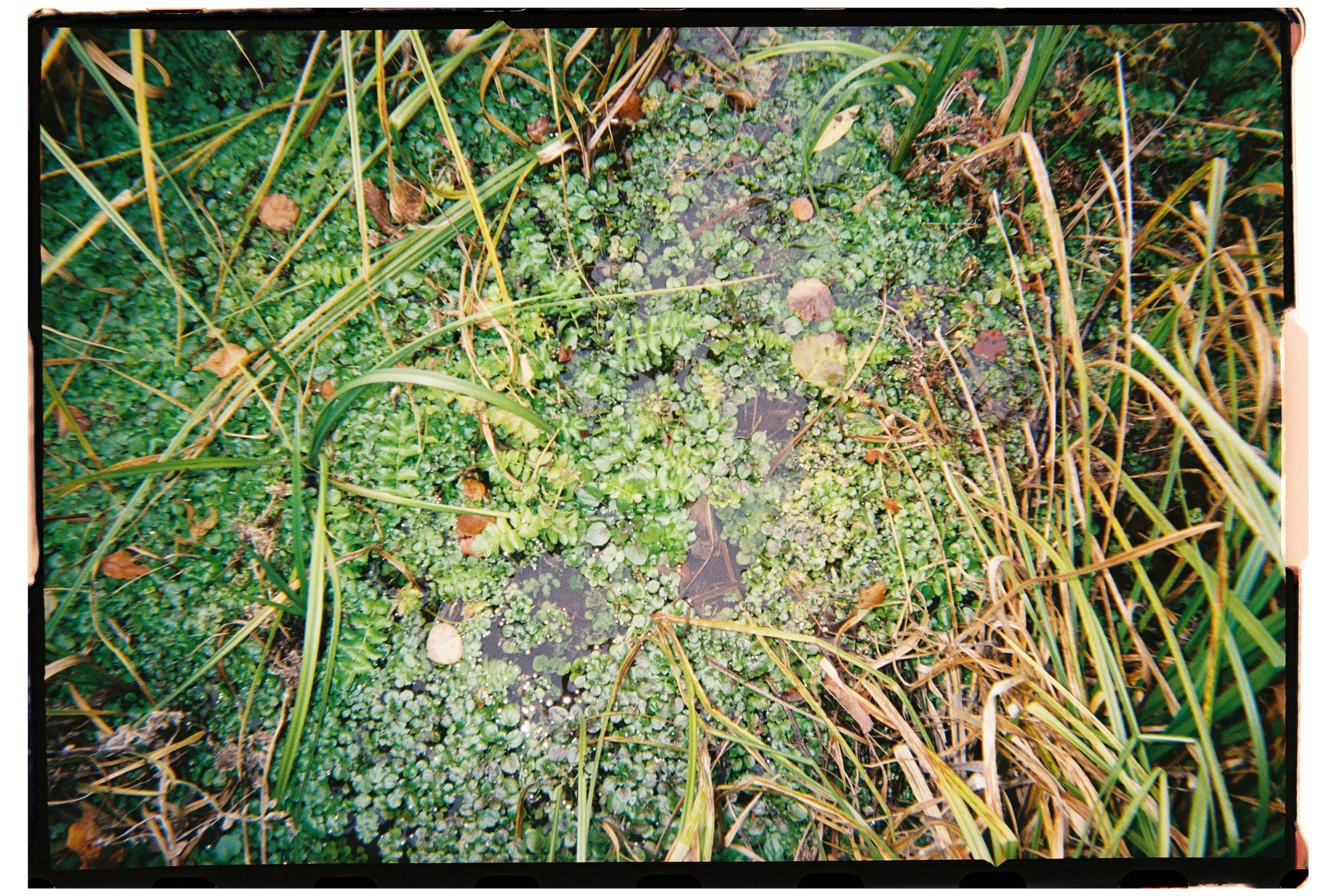 2025 - Cascade Springs Detail 1 (JPEG).jpg