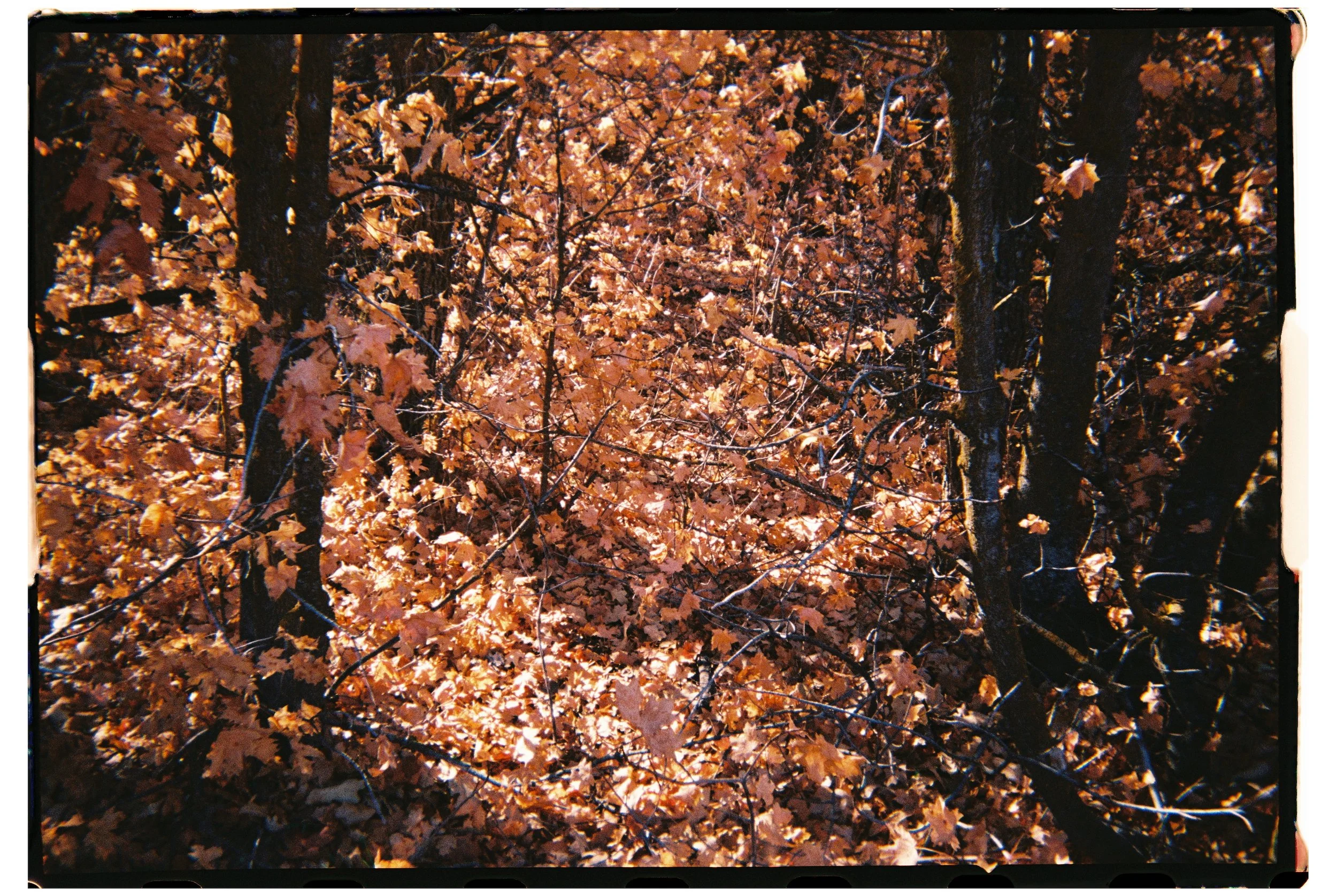 2025 - Bells Canyon Fall Detail 1 (JPEG).jpg