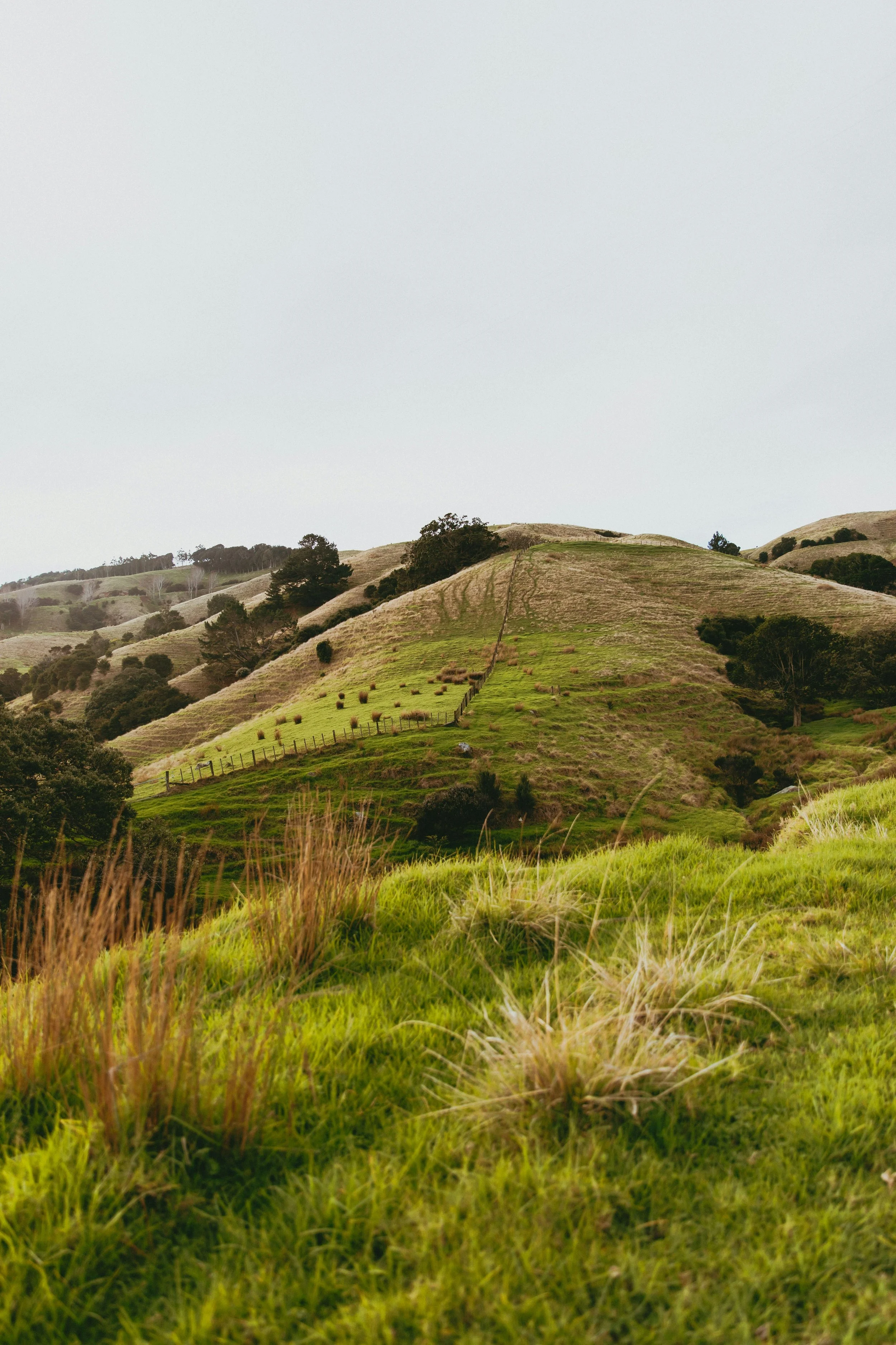 New Zealand-India Free Trade Agreement