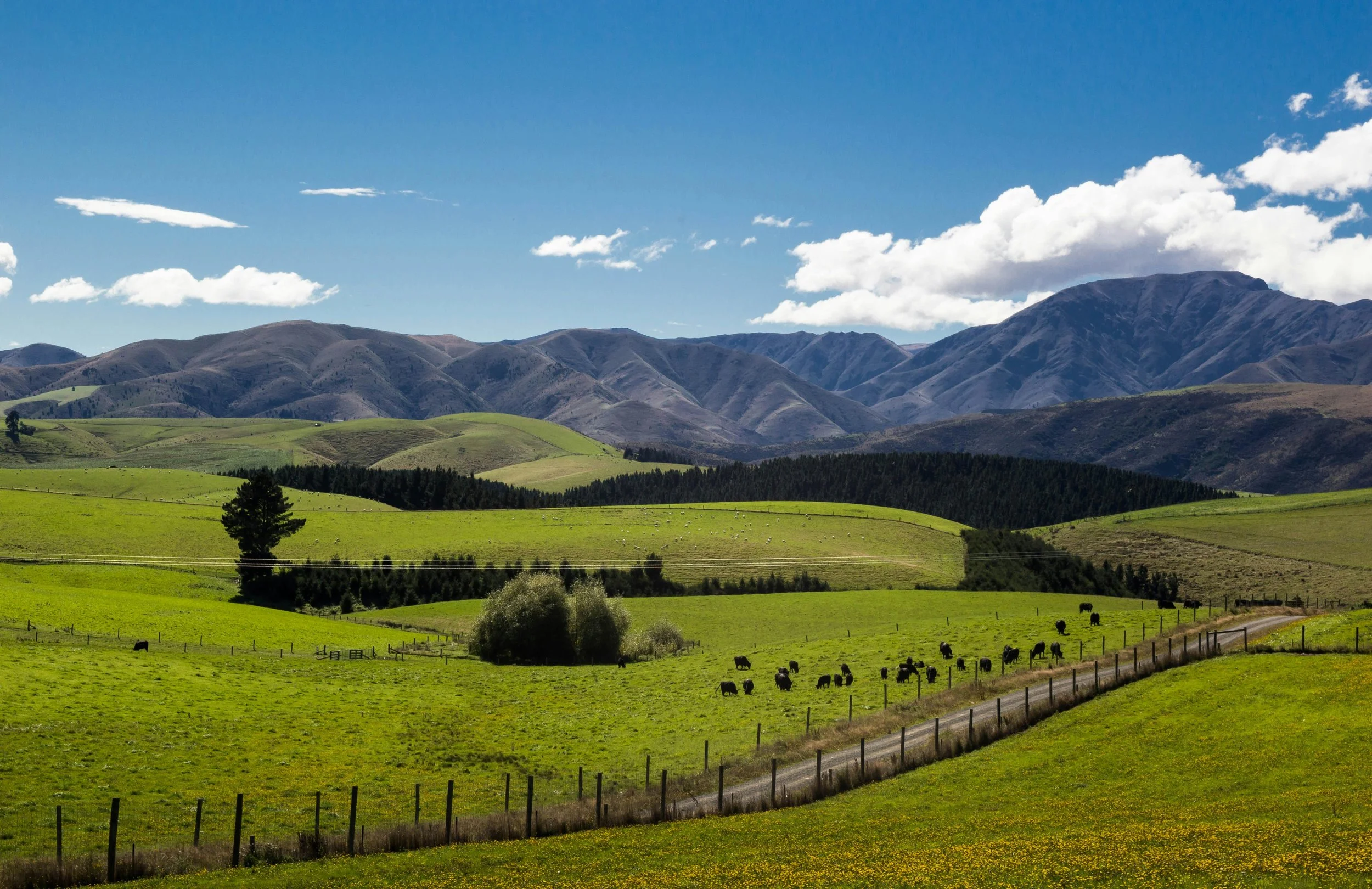 High Court Upholds Personal Liability on Forestry Directors for Environmental Costs