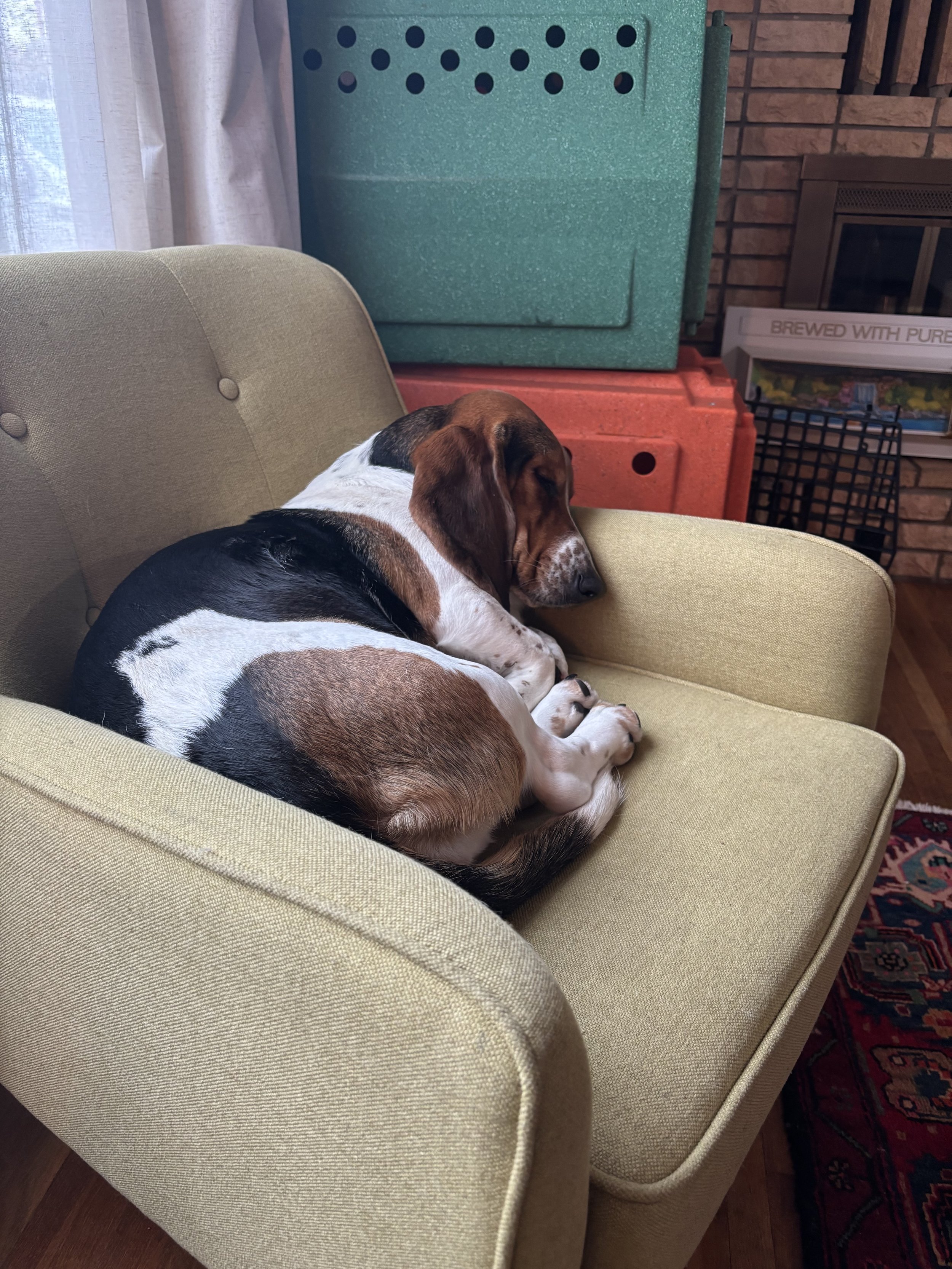 Dolly relaxing during the energy work
