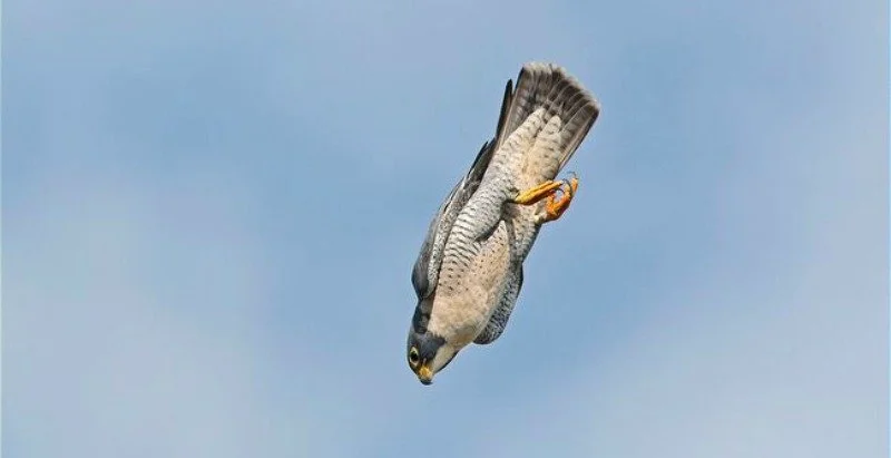 peregrine-falcon-diving-800.jpeg