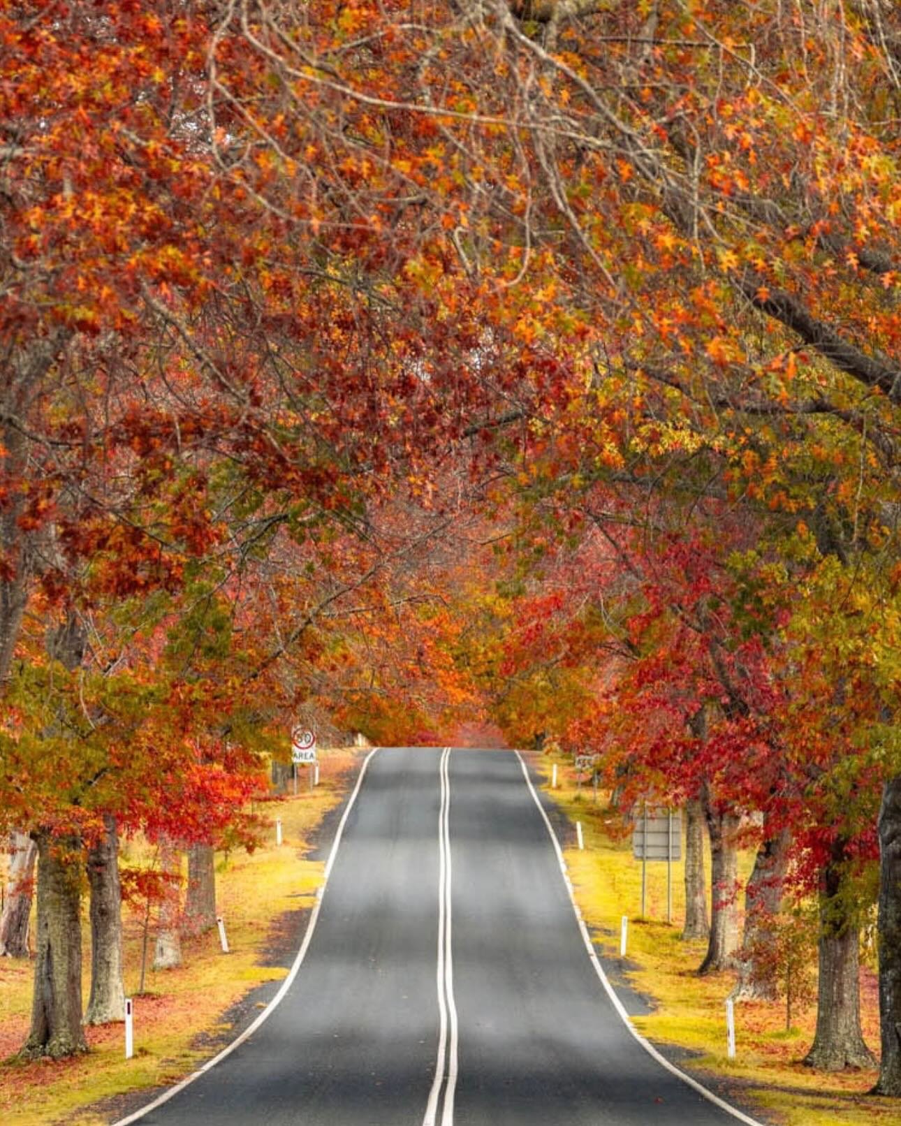 Autumn in Tenterfield