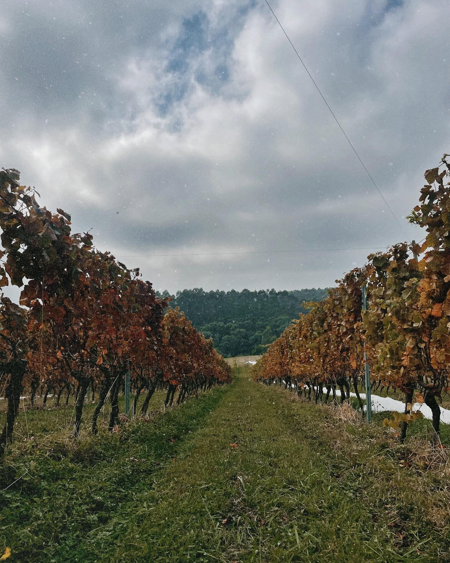 As the weather changes, so do our leaves: beautiful shades of orange have taken over our vineyard, offering us another reason to love what we do. 

If you&rsquo;re seeking shelter from the rains or just a pretty backdrop to ponder over, we&rsquo;re