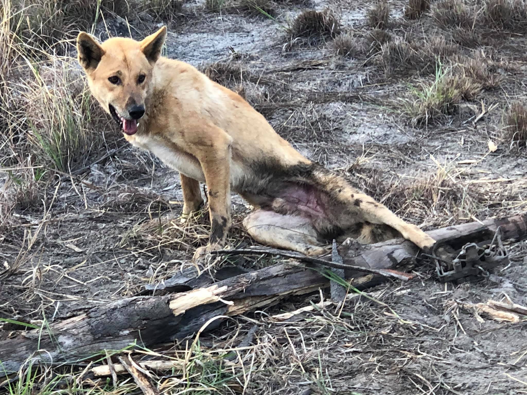 It's a Dog-Eat-Cat World: Could Dingoes be used to control