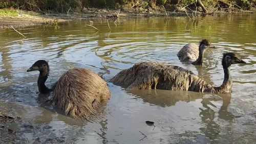 Emu farming — Defend The Wild