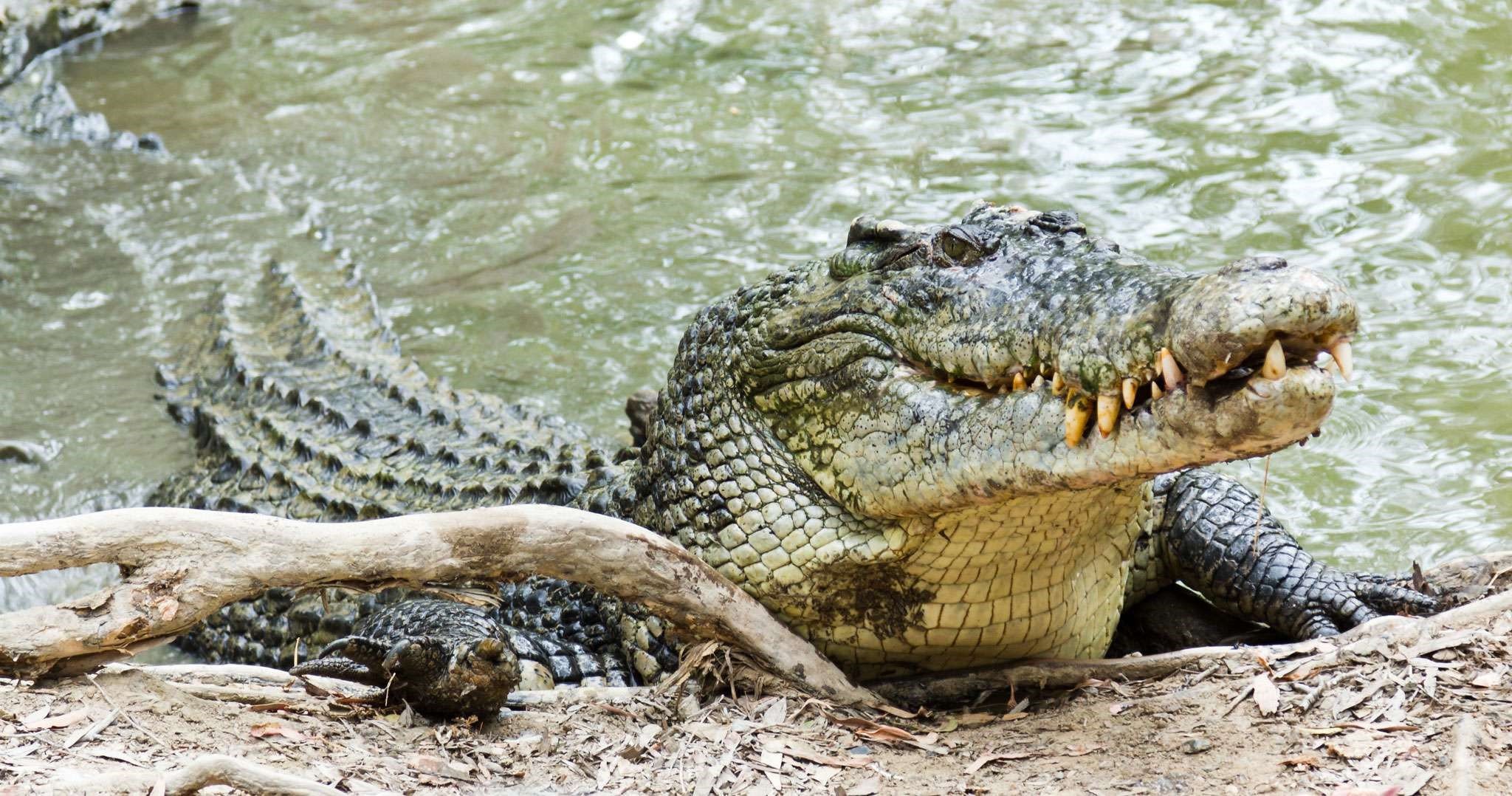 Crocodile farmers risk lives for style