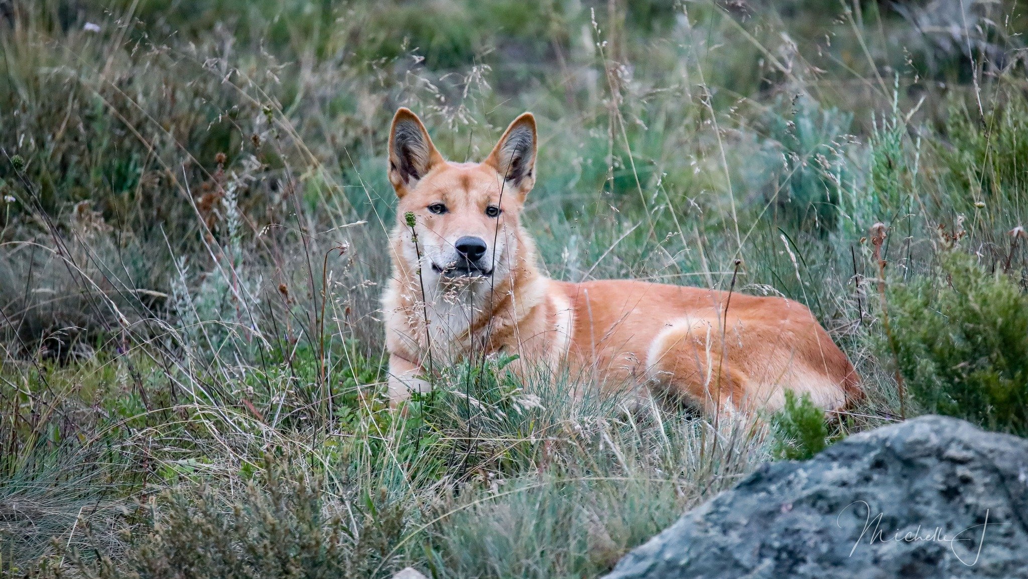 Dingo killing — Defend The Wild