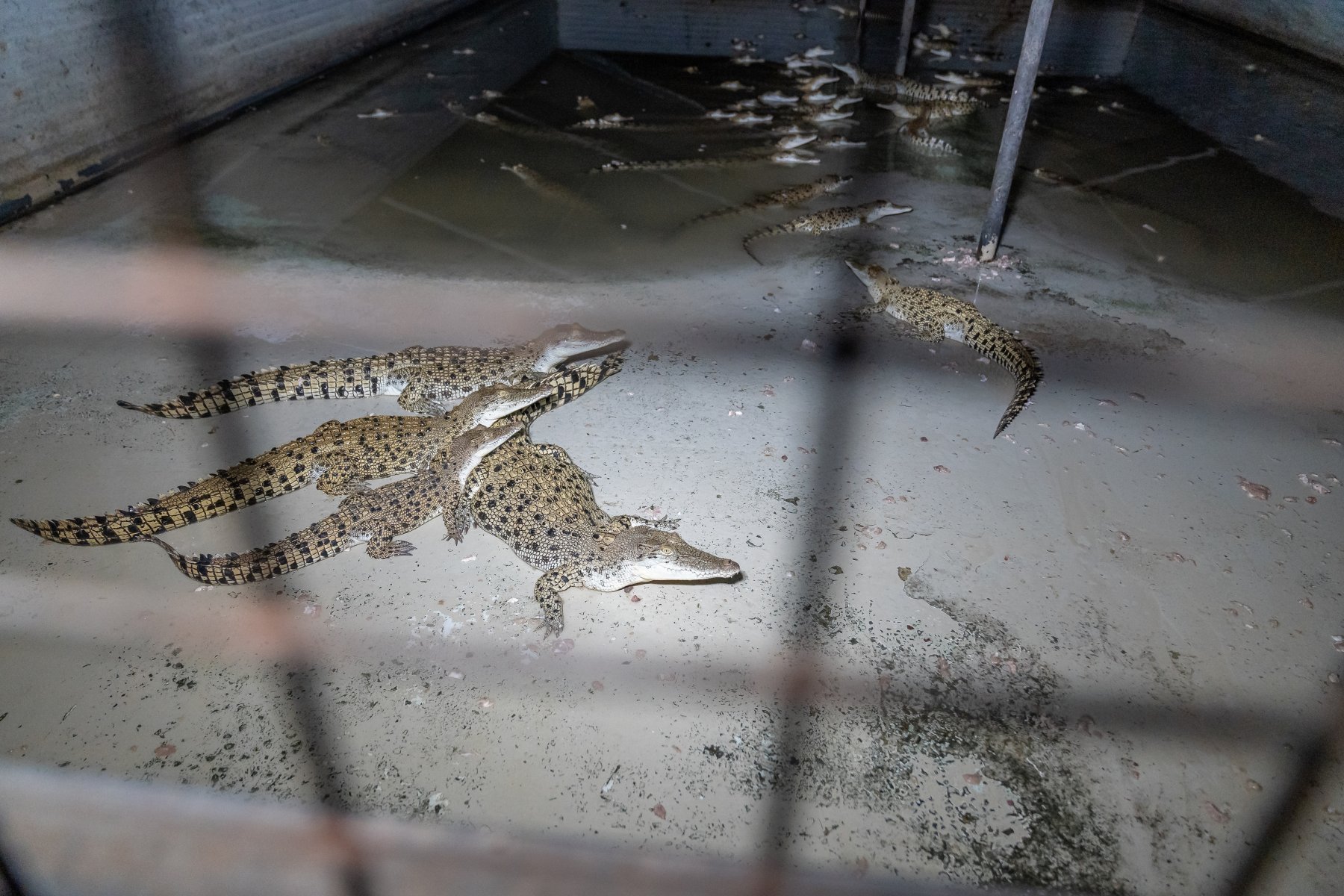 Crocodile farming — Defend The Wild