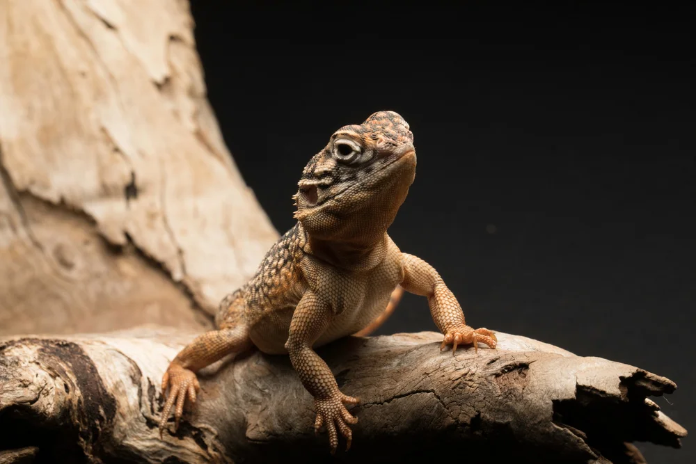 Kids Corner Reptiles — Defend The Wild
