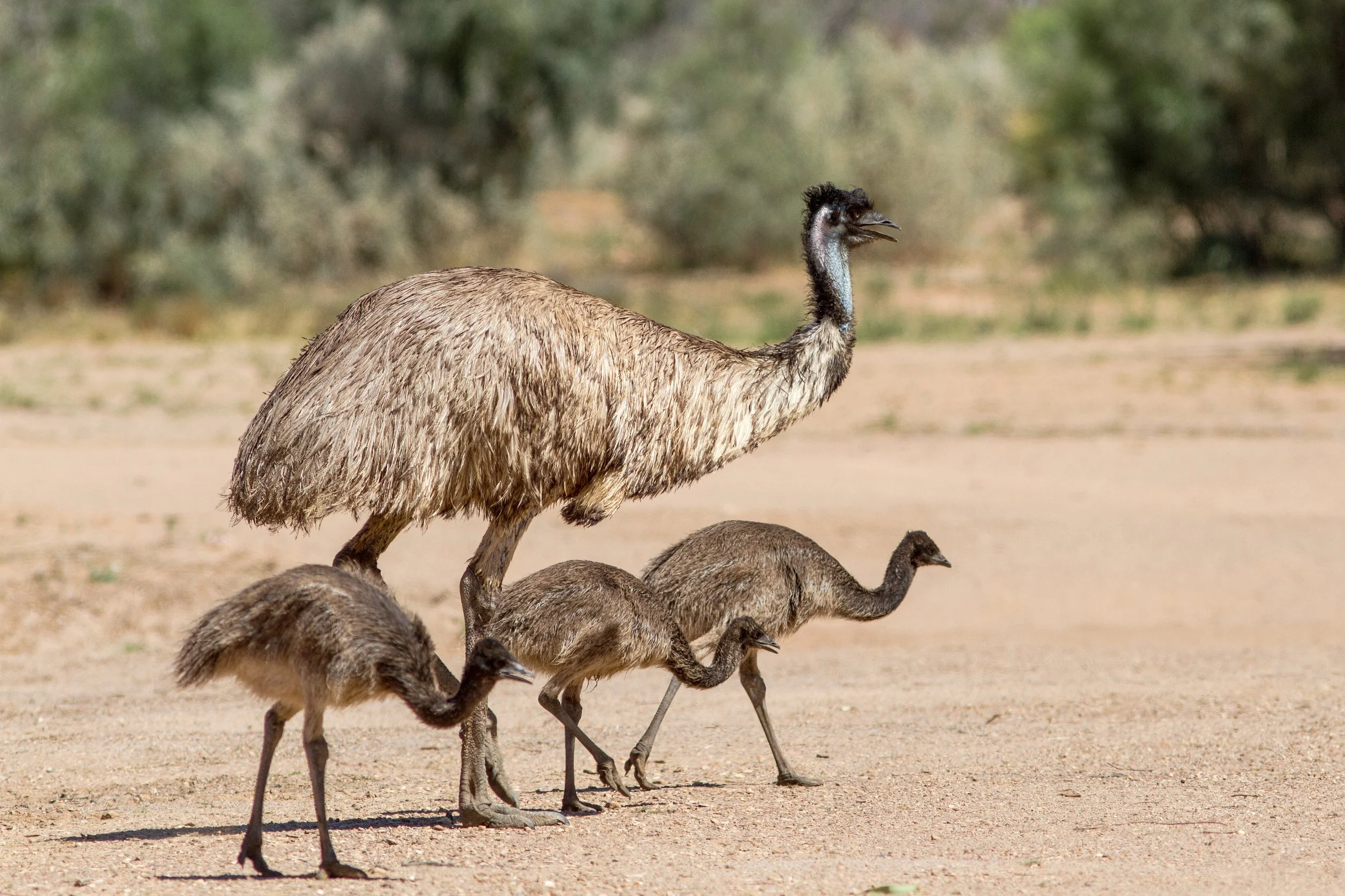 Emu farming — Defend The Wild