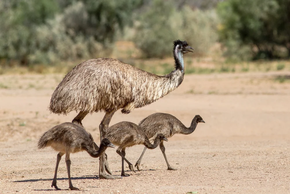 Emu farming — Defend The Wild