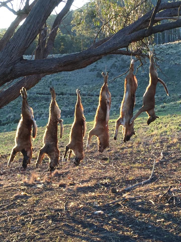 Dingo killing — Defend The Wild
