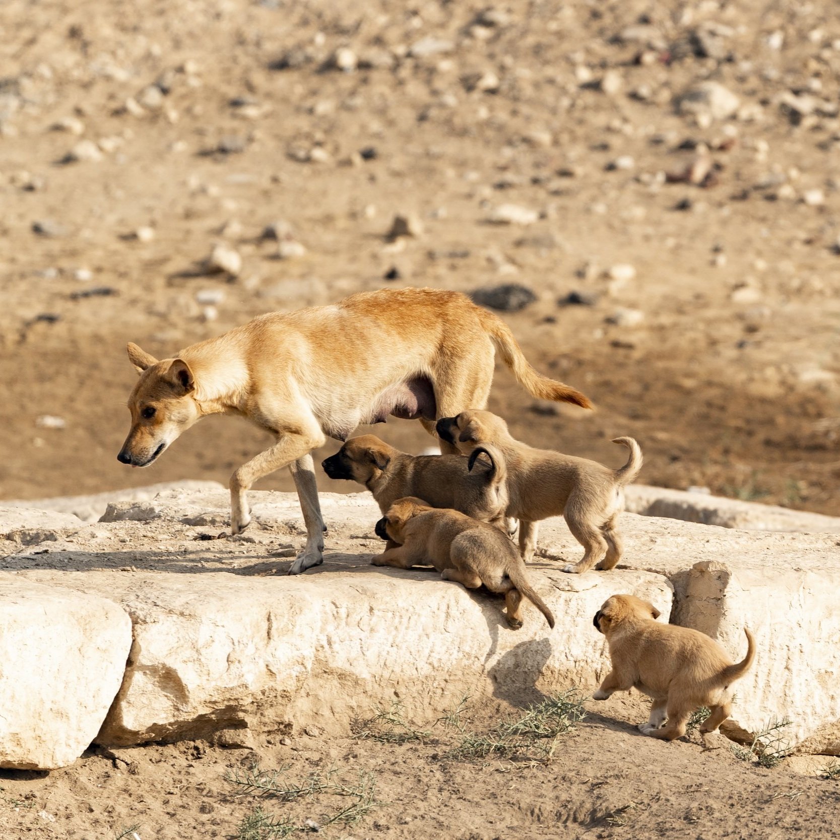 Dingo 'humanely destroyed' after attacks on two children in