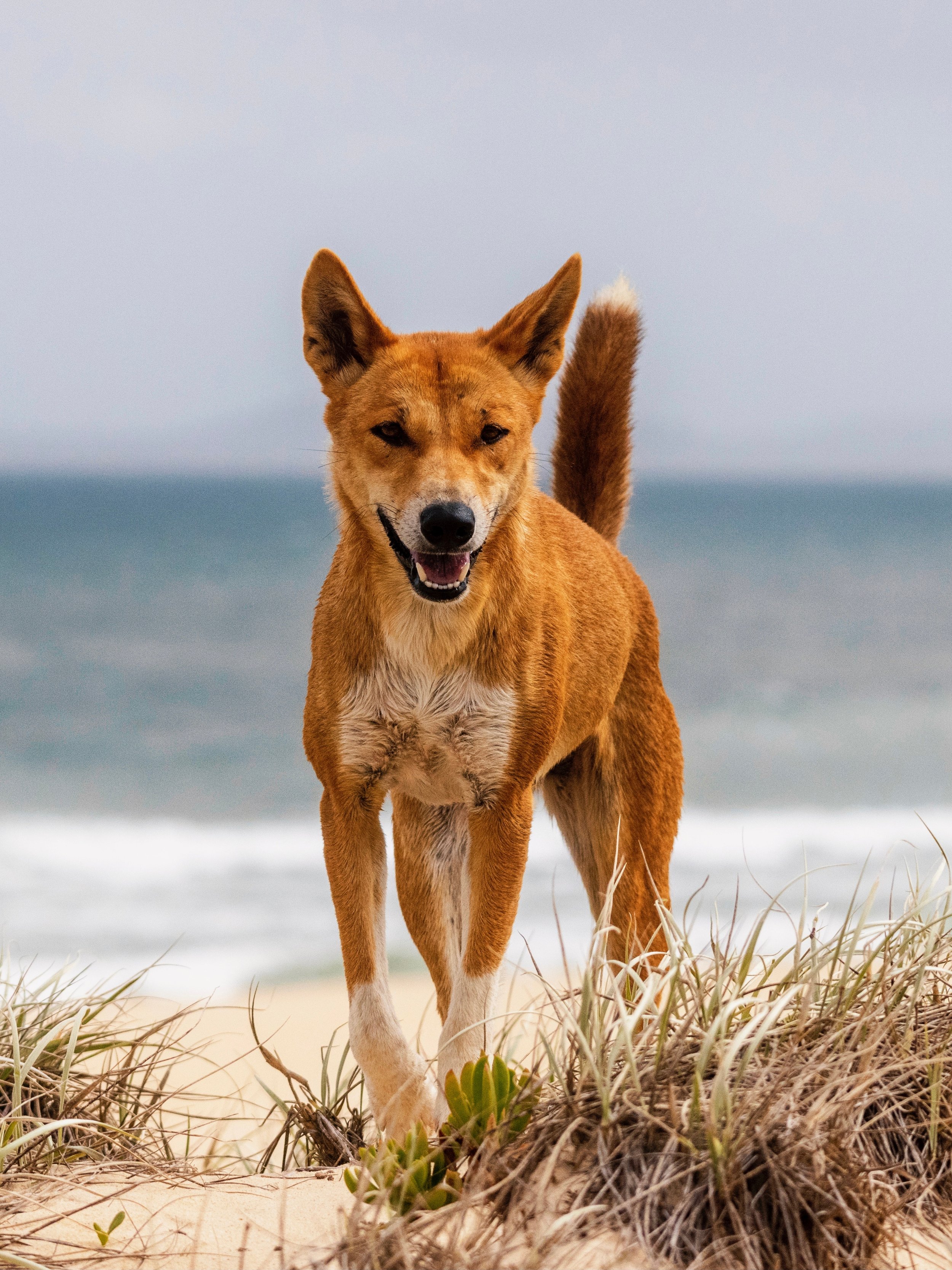 Dingo 'humanely destroyed' after attacks on two children in