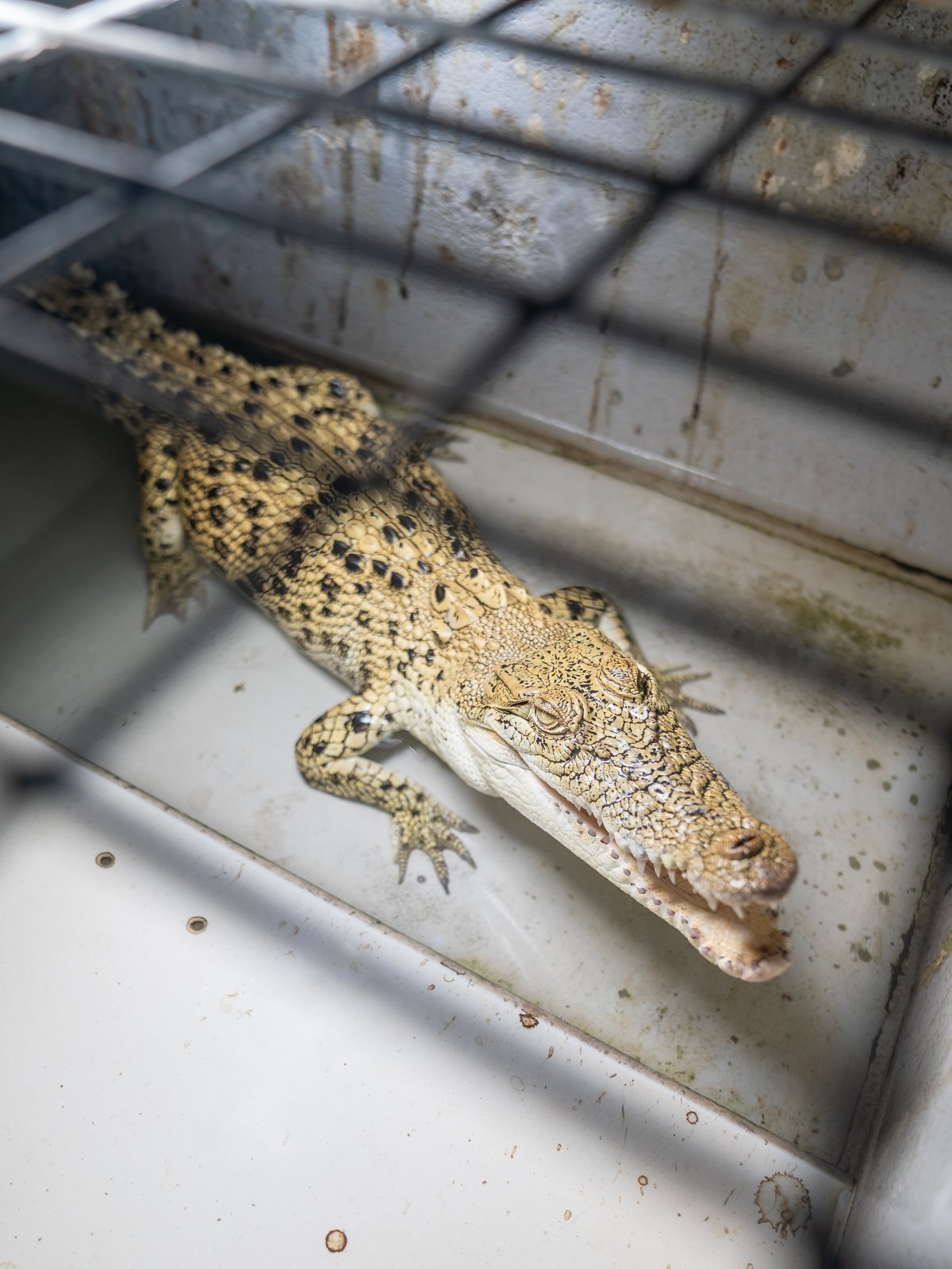 Crocodile farming — Defend The Wild