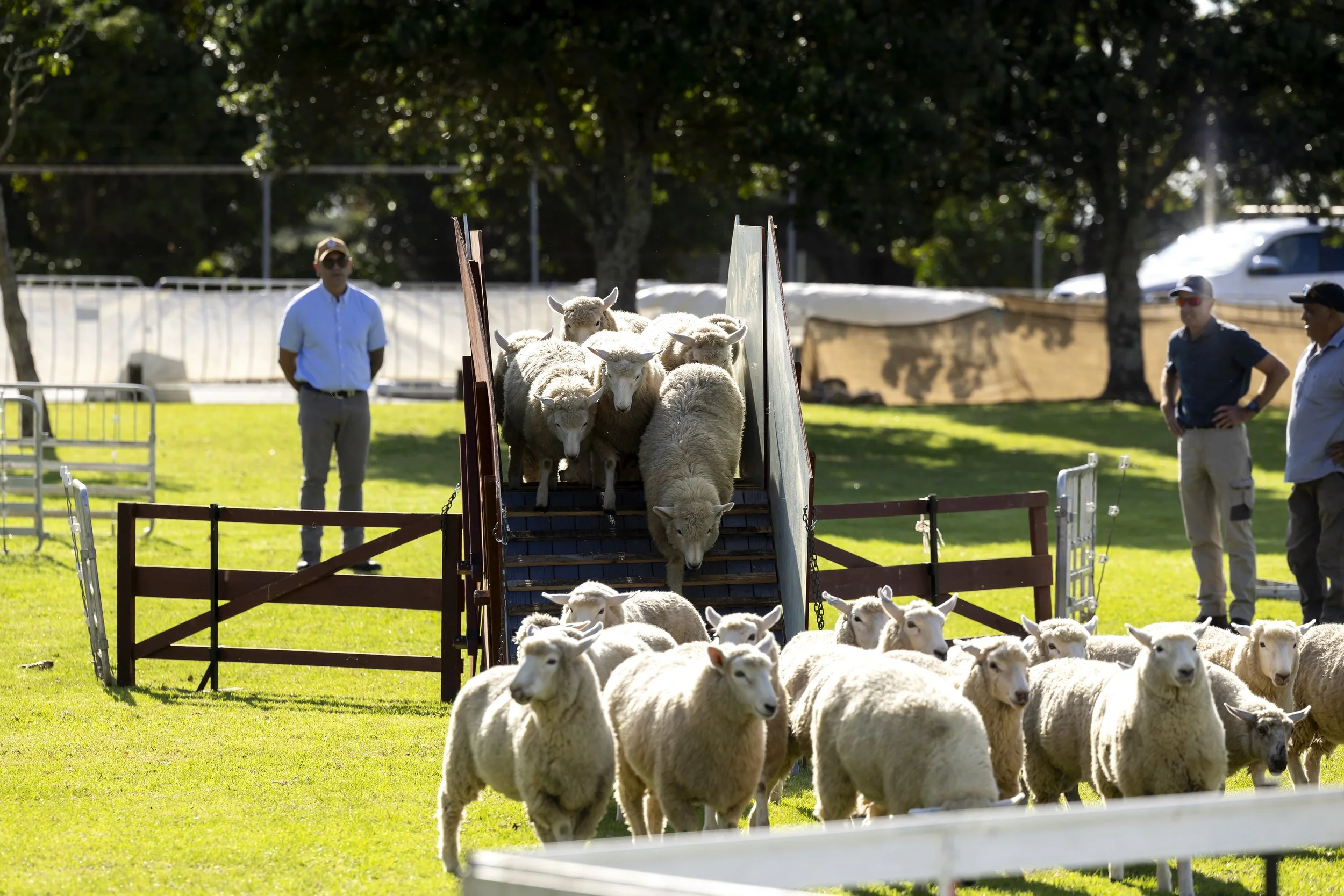 A group of sheep descending an inclined ramp with three men standing nearby on a grassy area, surrounded by trees and parked cars.
