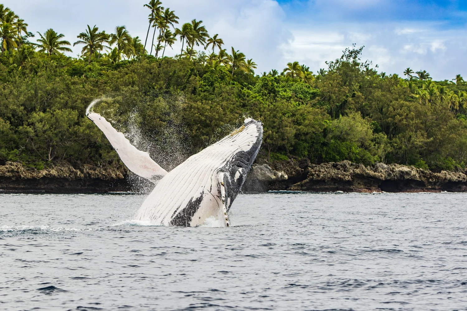 Discover the Wellness of Whale Swimming: Introducing Awesome Whale Adventures