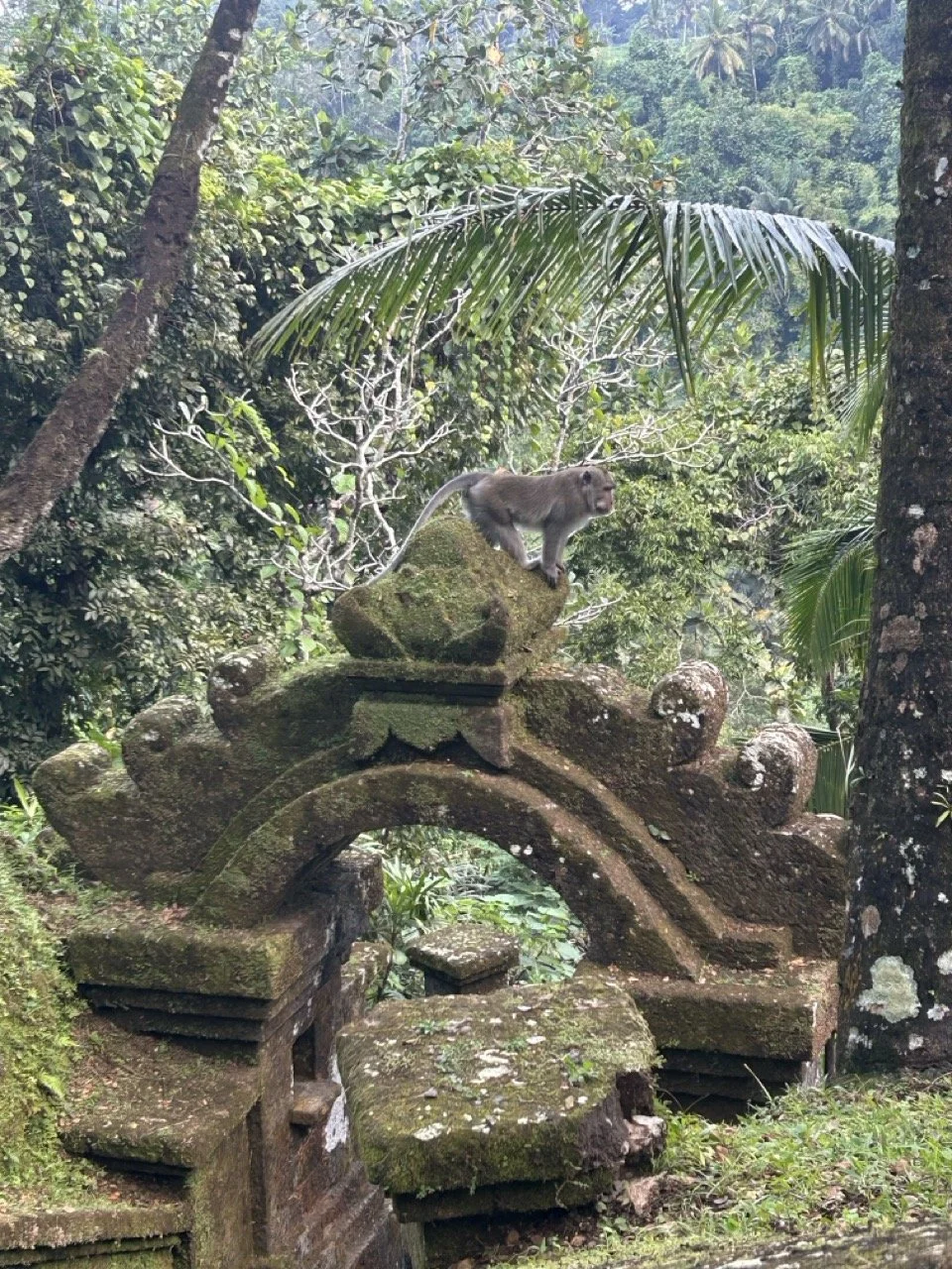 Monkey_CSE.jpeg