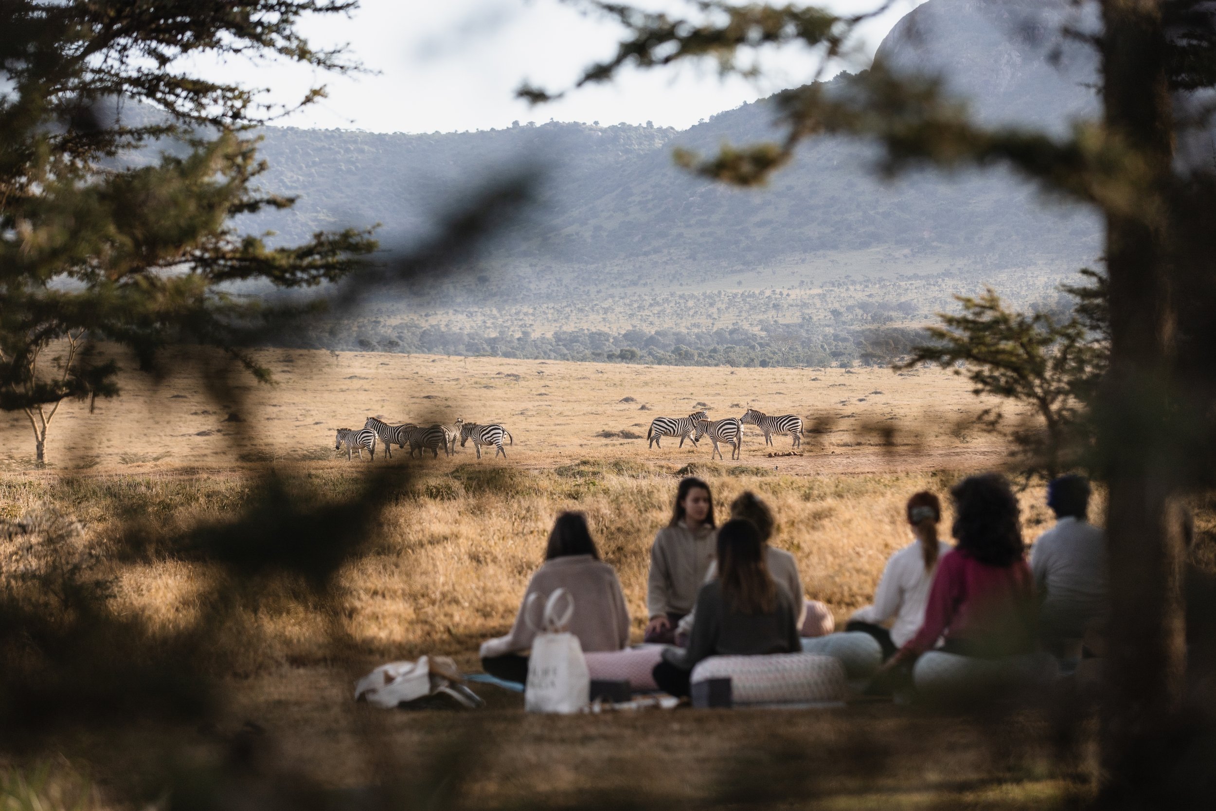 Group sitting down after yoga practice watching zebras nearby