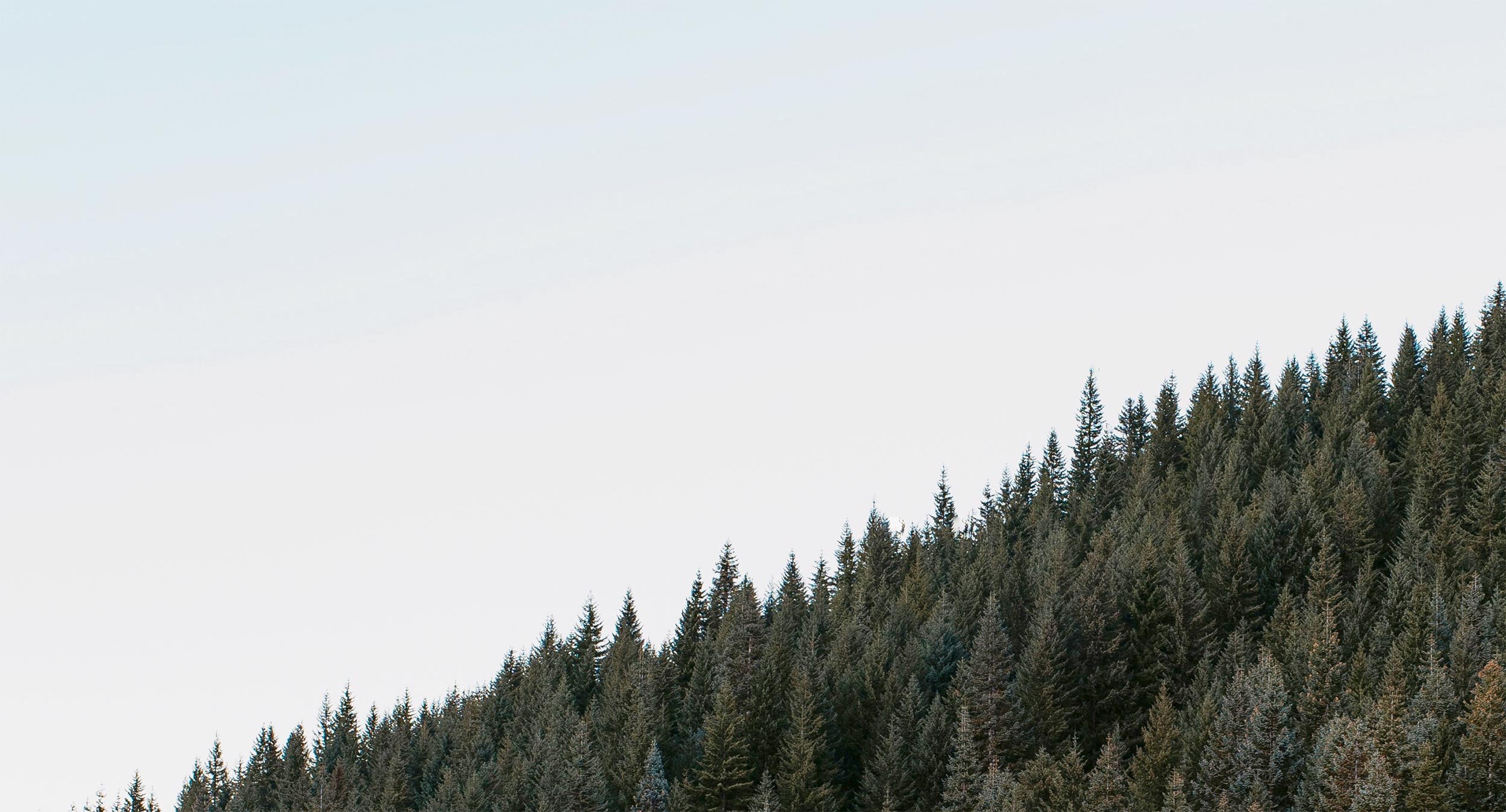 Pale blue sky with a line of fir trees that are rising on the side of a hill