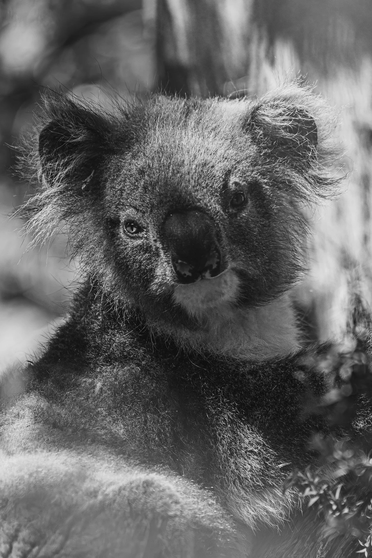 Koala B&W