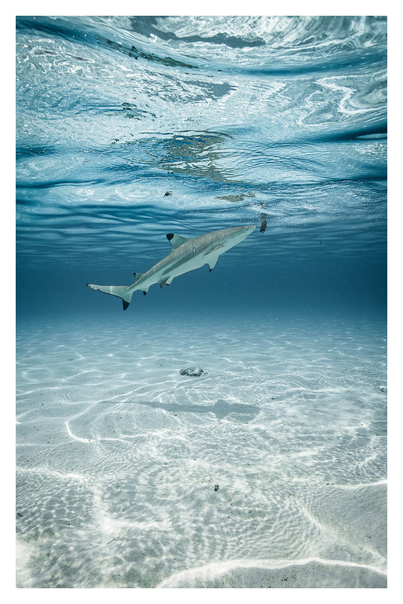 CURIOUS SHARK - LAGOON MO'OREA