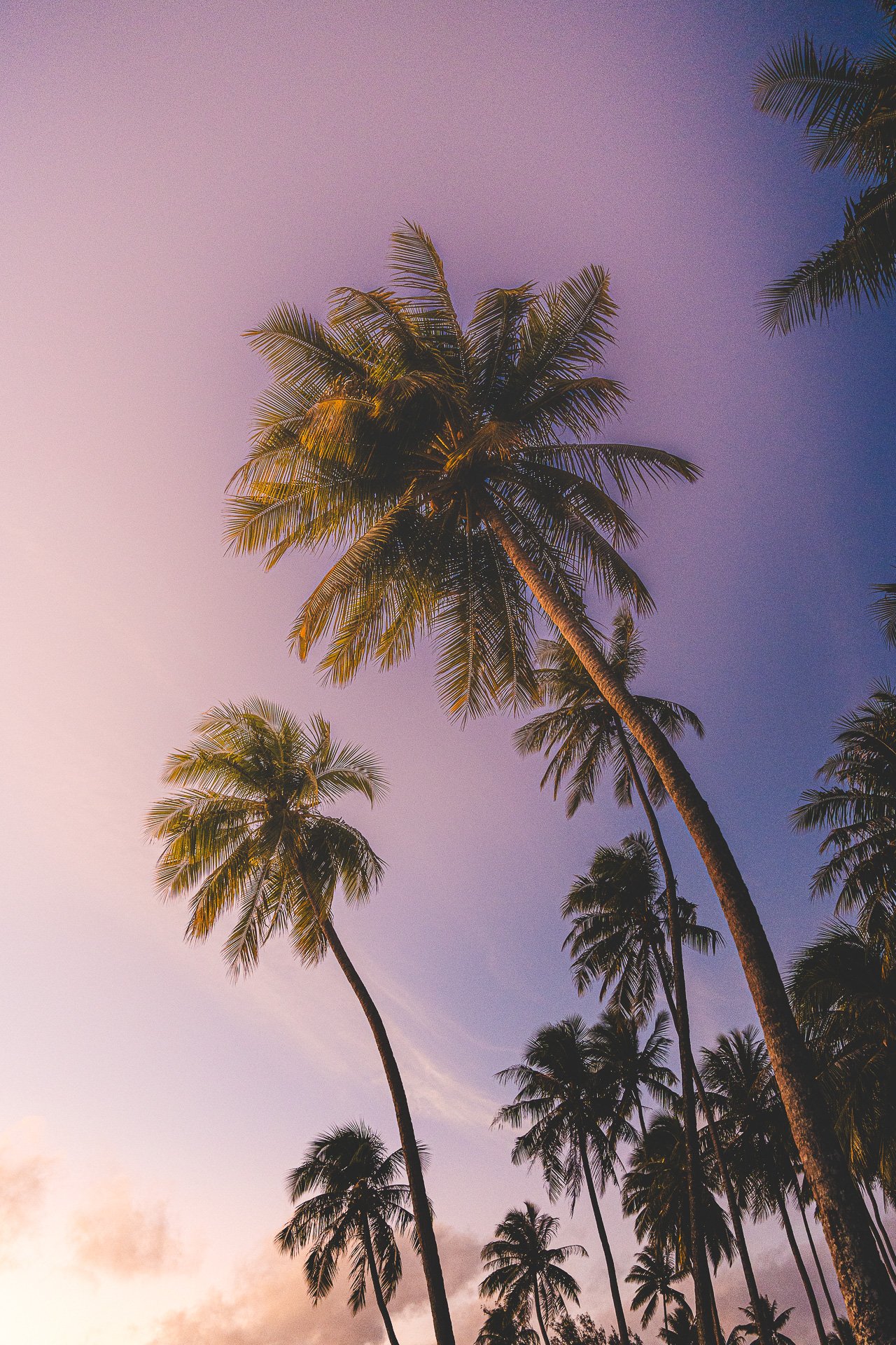 PALM TREE - MO'OREA