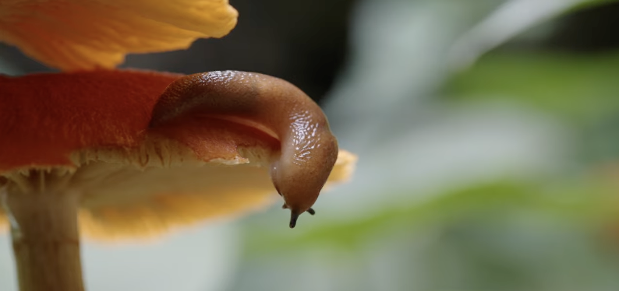 Capture d’écran 2026-03-29 à 12.03.51.png