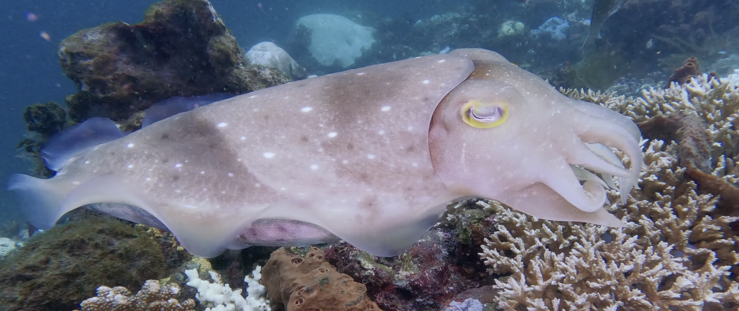 Capture d’écran 2026-04-16 à 03.34.28.png