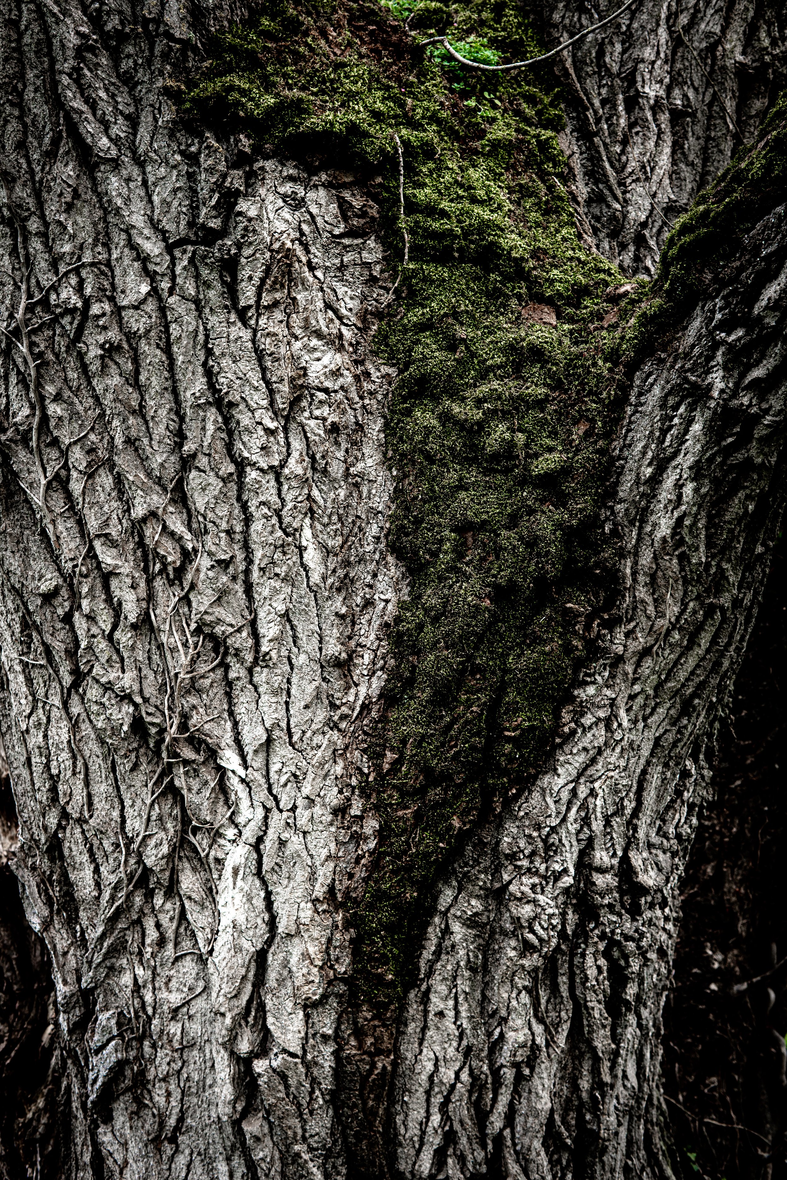 TREE OF LIFE - CELLETTES - FRANCE