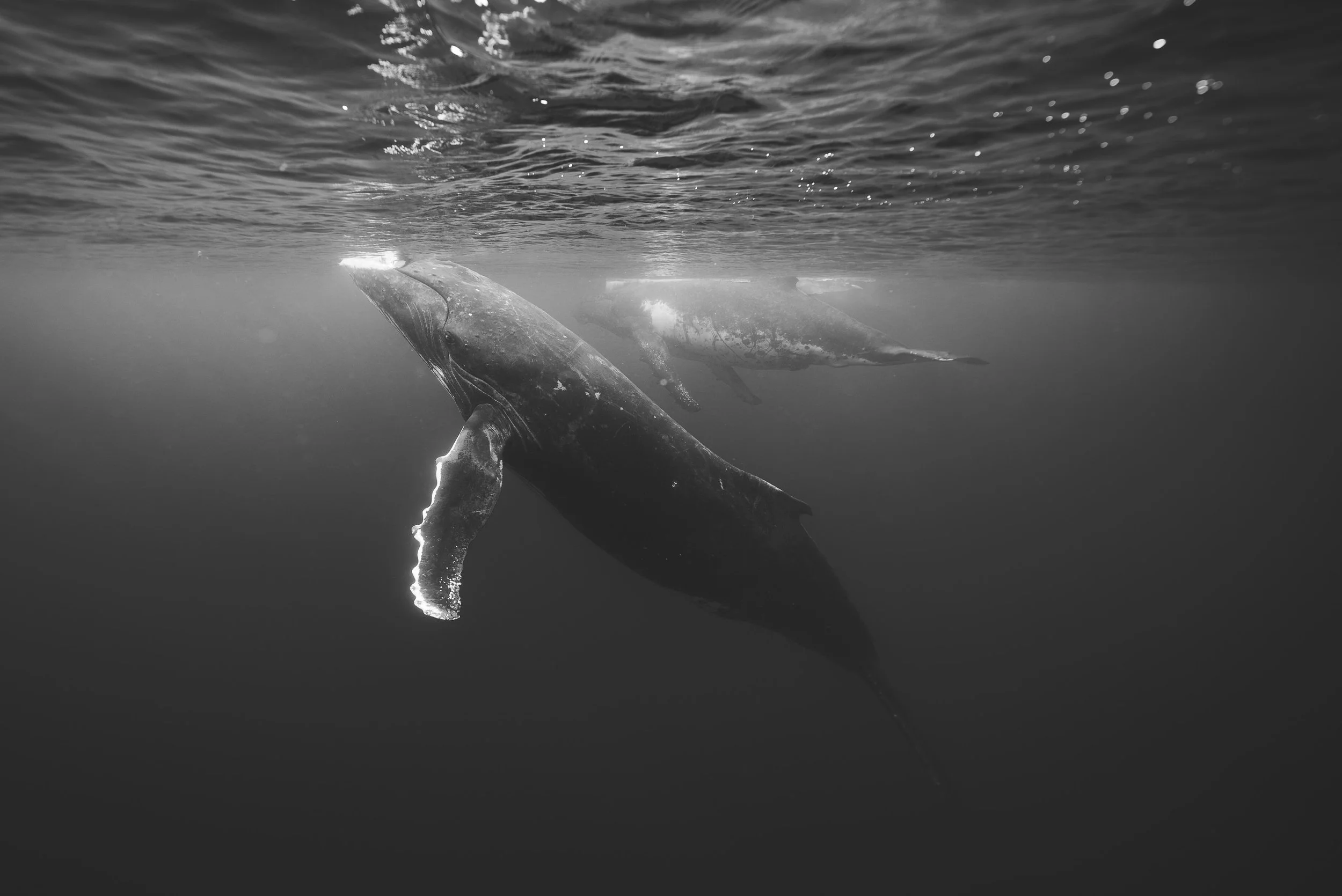 whale-www.bricegills.com-TheSaltyHands-15.jpg