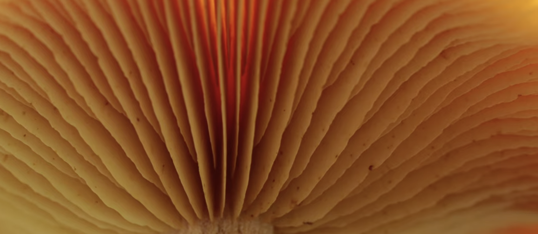 Capture d’écran 2026-03-29 à 12.03.41.png