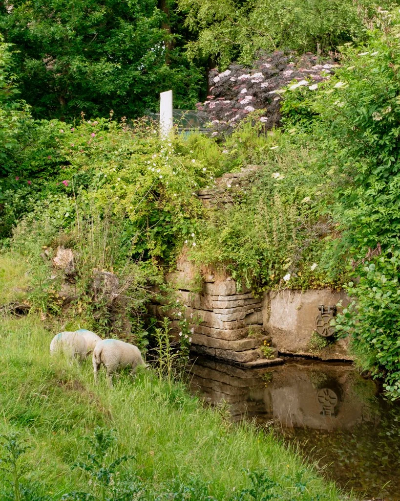Hathersage Sheep.jpg