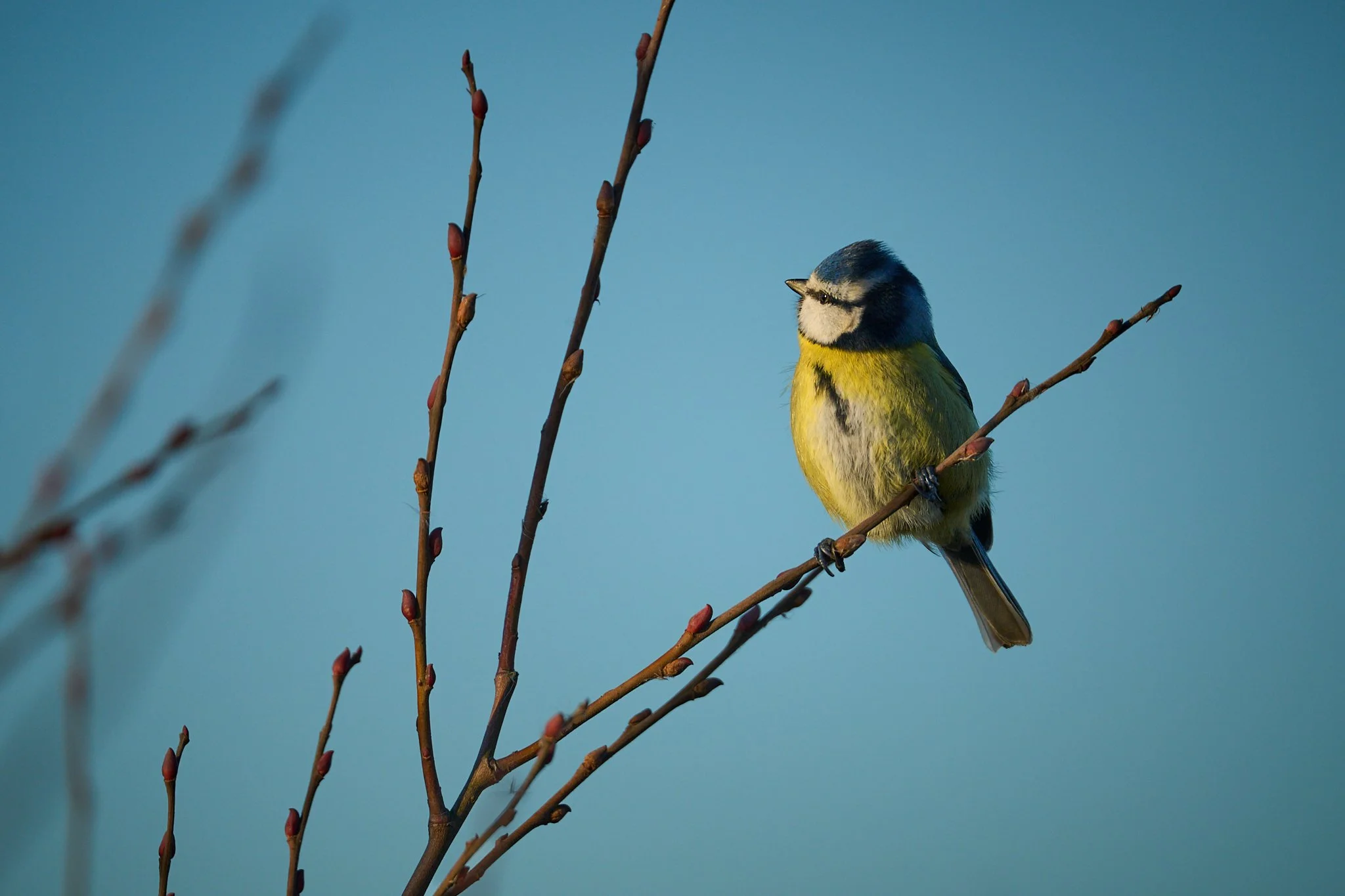 Morning Warmth
 A blue tit takes in the warmth of the winter sun. 
 3 January 2026 
 800 mm, 1/1250 s, f/6.3, ISO 200 