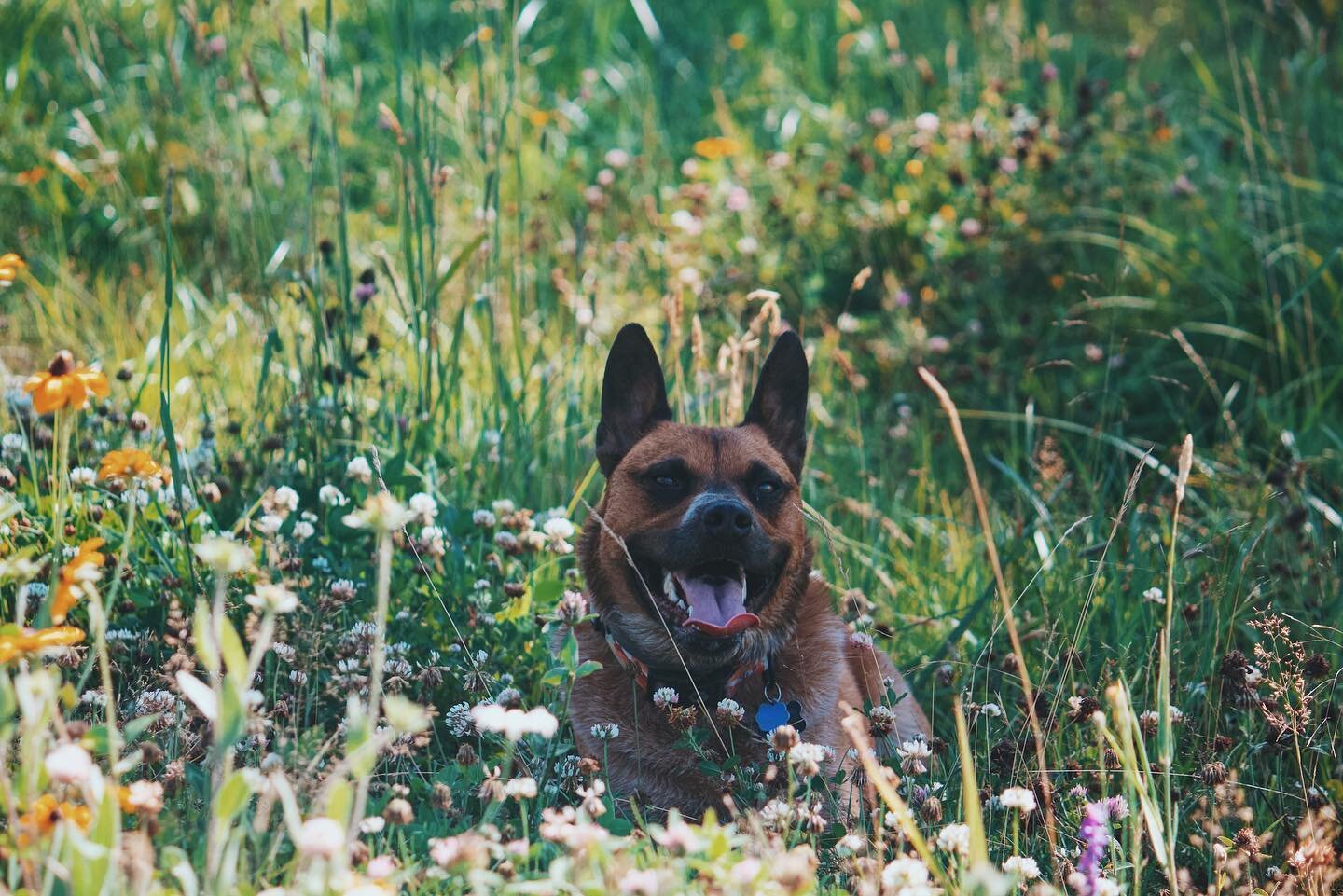This handsomely happy fella is now 3️⃣ years old!! Thank you Koty for adopting from the cattledog rescue and allowing me the opportunity to have this joyous and intelligent pupper enter my life. Cheers to Rainier!! 🥹🐶🎂🥳