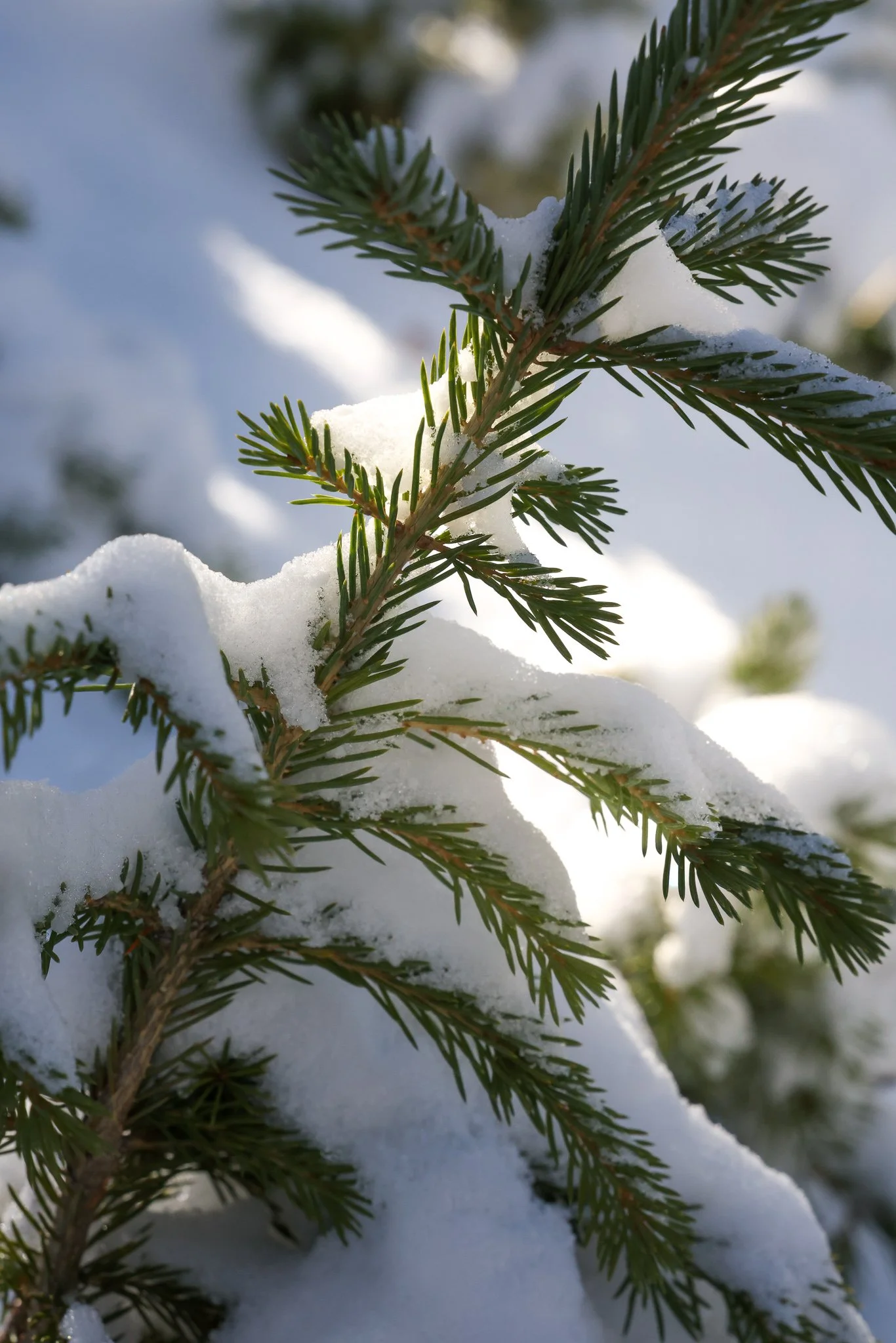 EJ-Snow-Brighton-10-12-2025-Small-1549.jpg