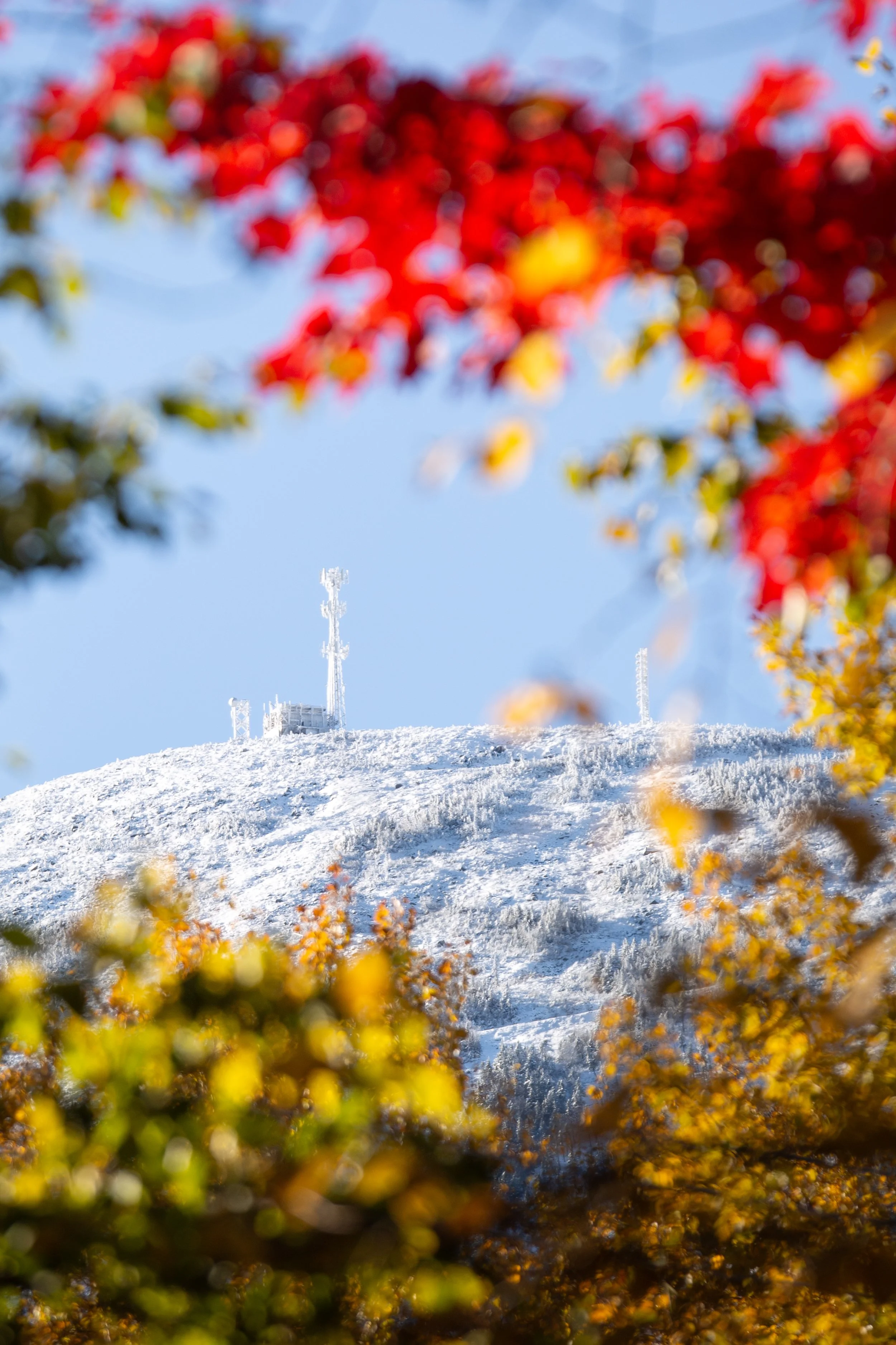 EJ_snowliage_10.17.24-2.jpg
