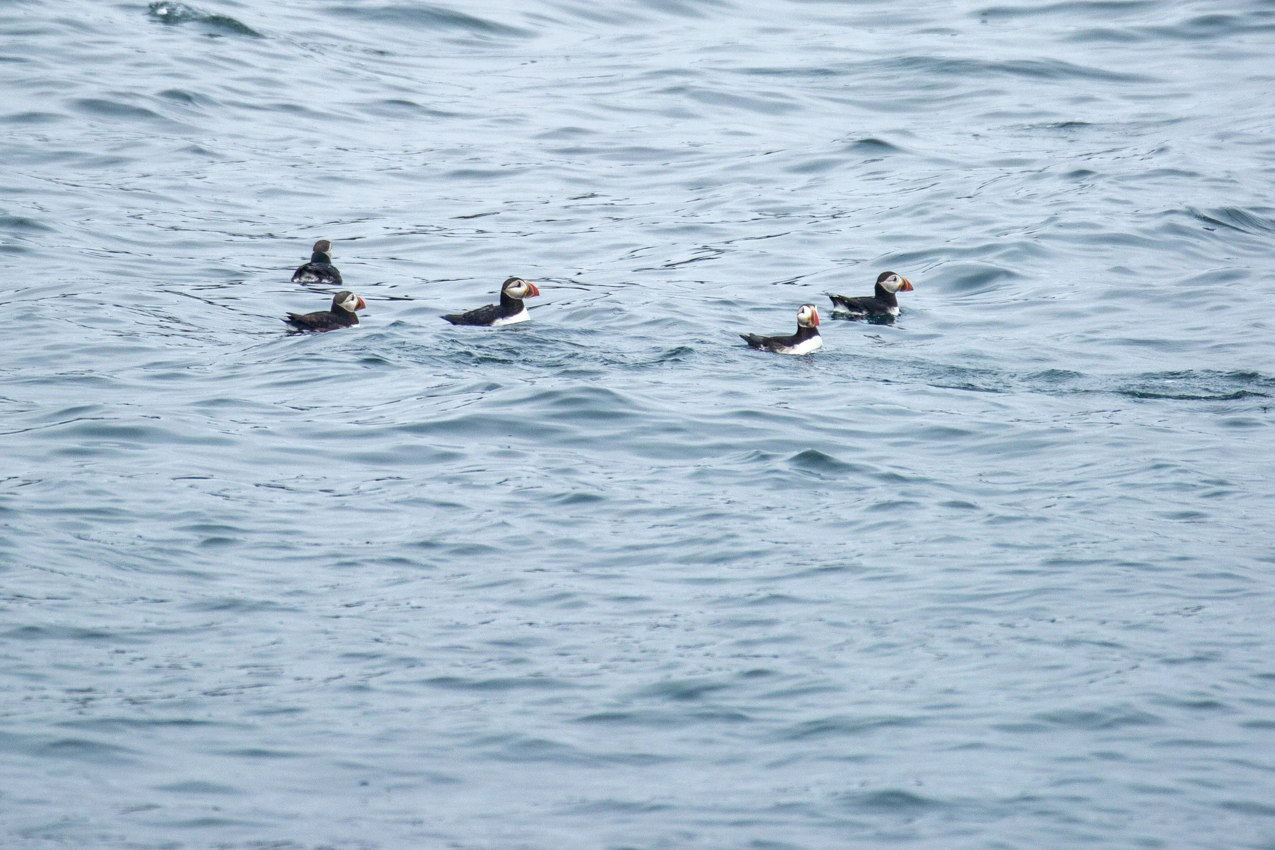 puffins!-4977.jpg