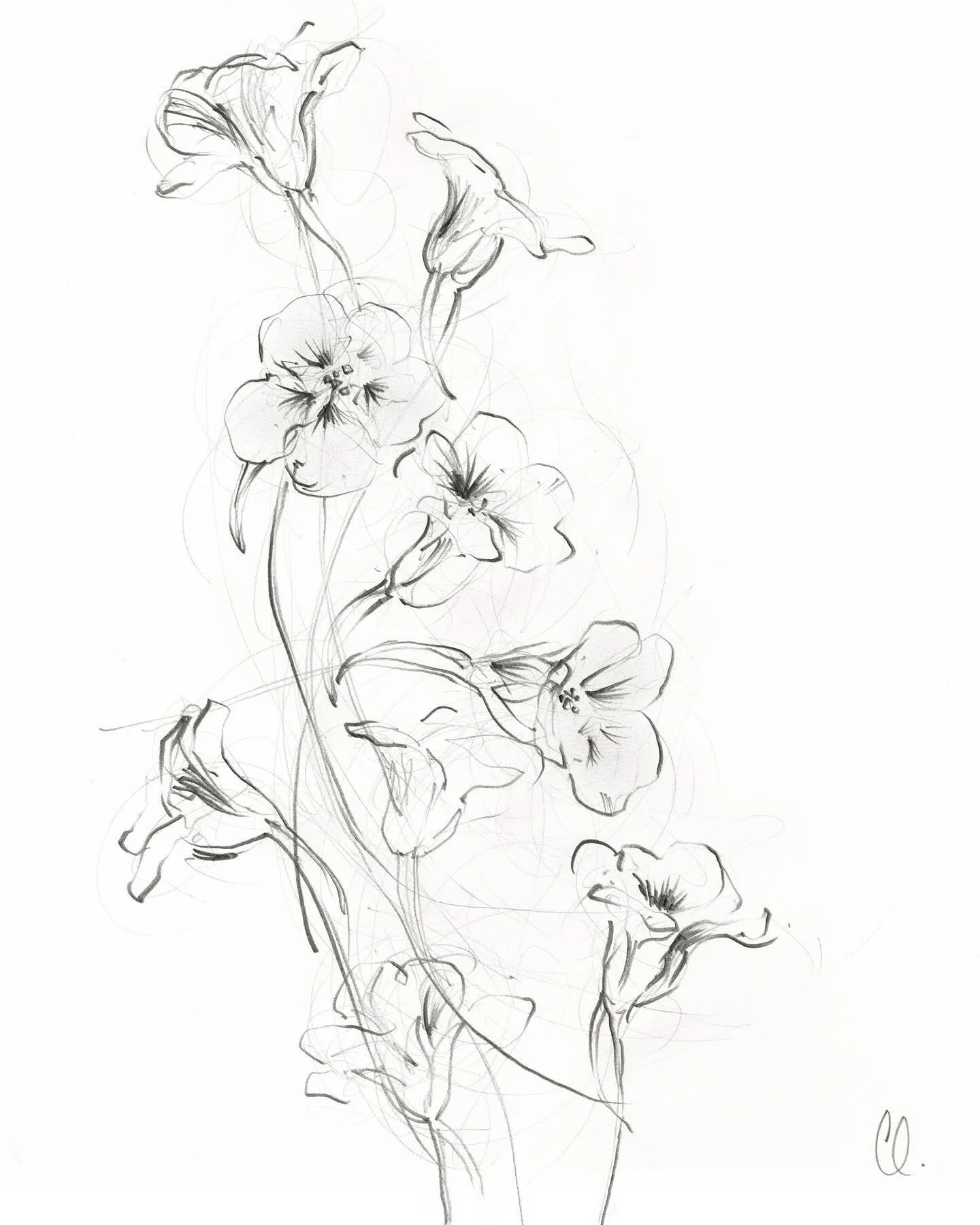 &lsquo;Late summer nasturtiums 1 &amp; 2&rsquo;, by @claudialowry_art 

These beautiful prints will be available to buy in the STILL Print Shop on the 5th November. 

&pound;55

These are Fine art giclee prints of original graphite drawings. 

Printe