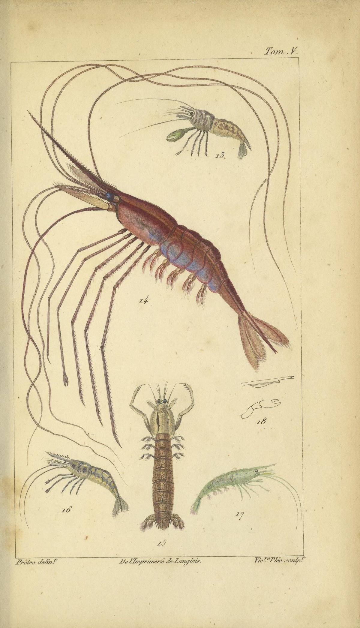 shrimps.jpg