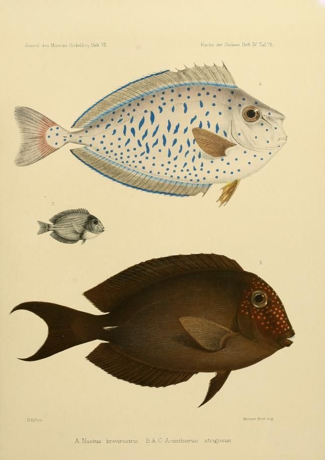 fish4.jpg