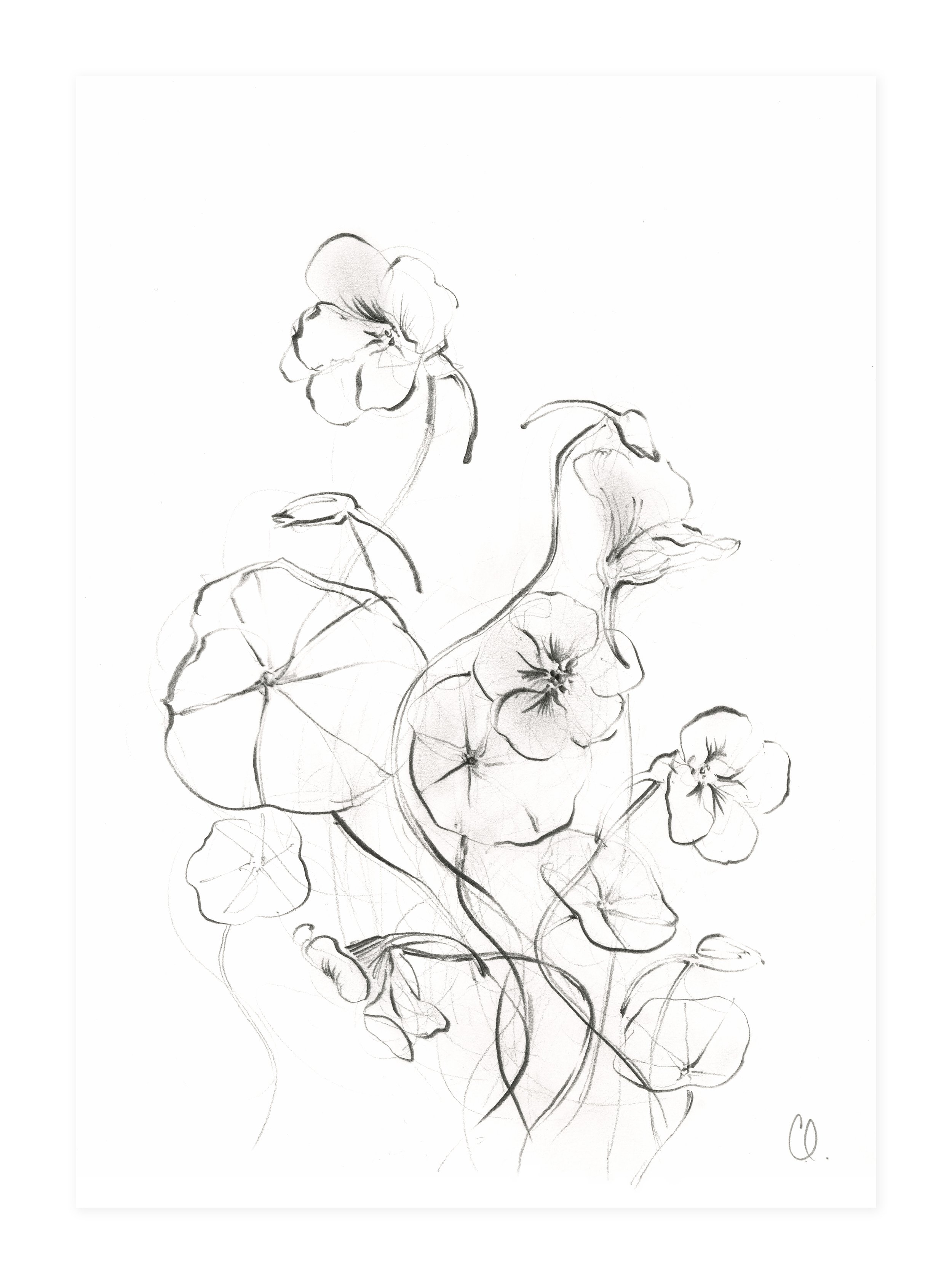 nasturtium with drop shadow lighter.jpg