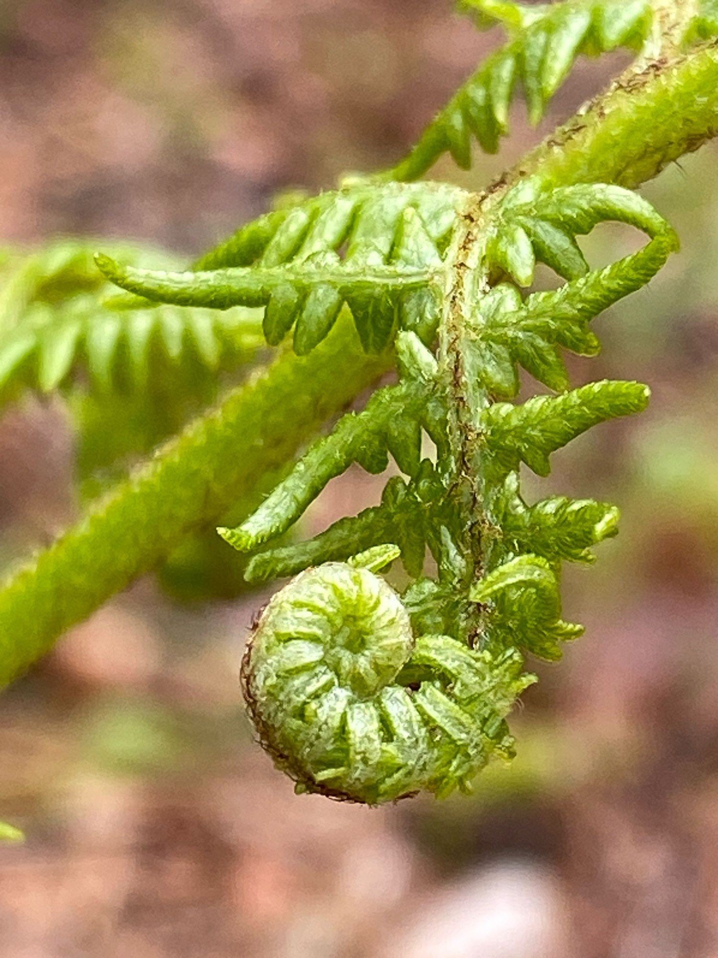 Oh the joy of seeing all the greenery unfold in the Forest again! 🍃😃

Happy Friday!

#fridayfeeling
#springtime
#ferns
#greenspace
#forestlife
#naturelover
#natureheals
#getourdoors
#newforest