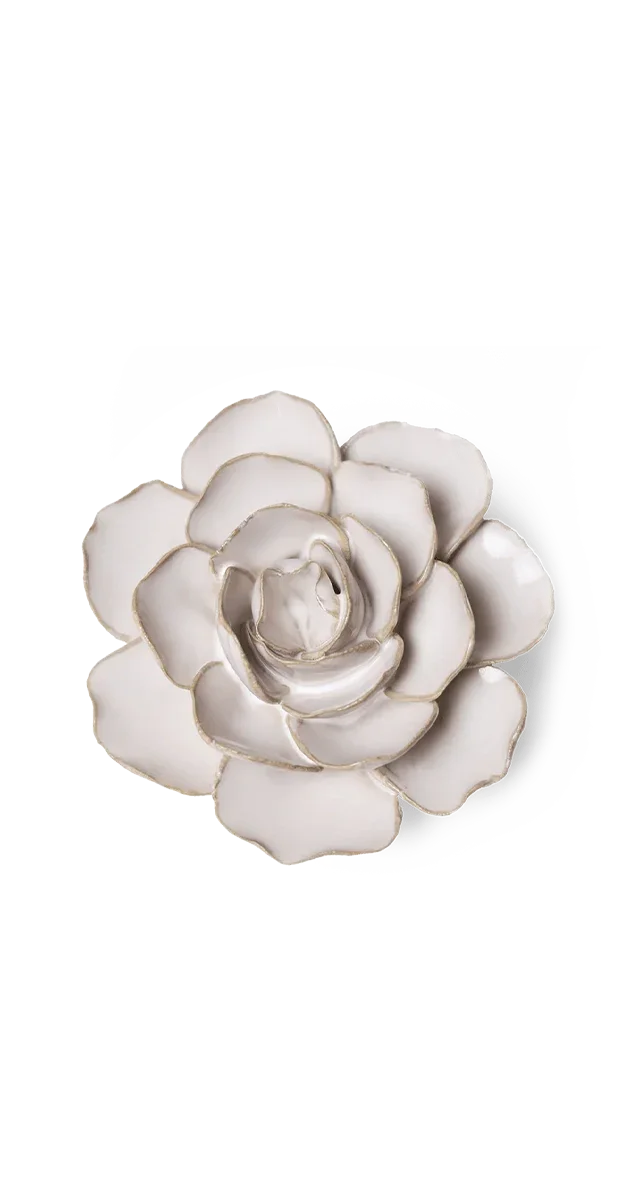 Ivory Amandine Ranunculus